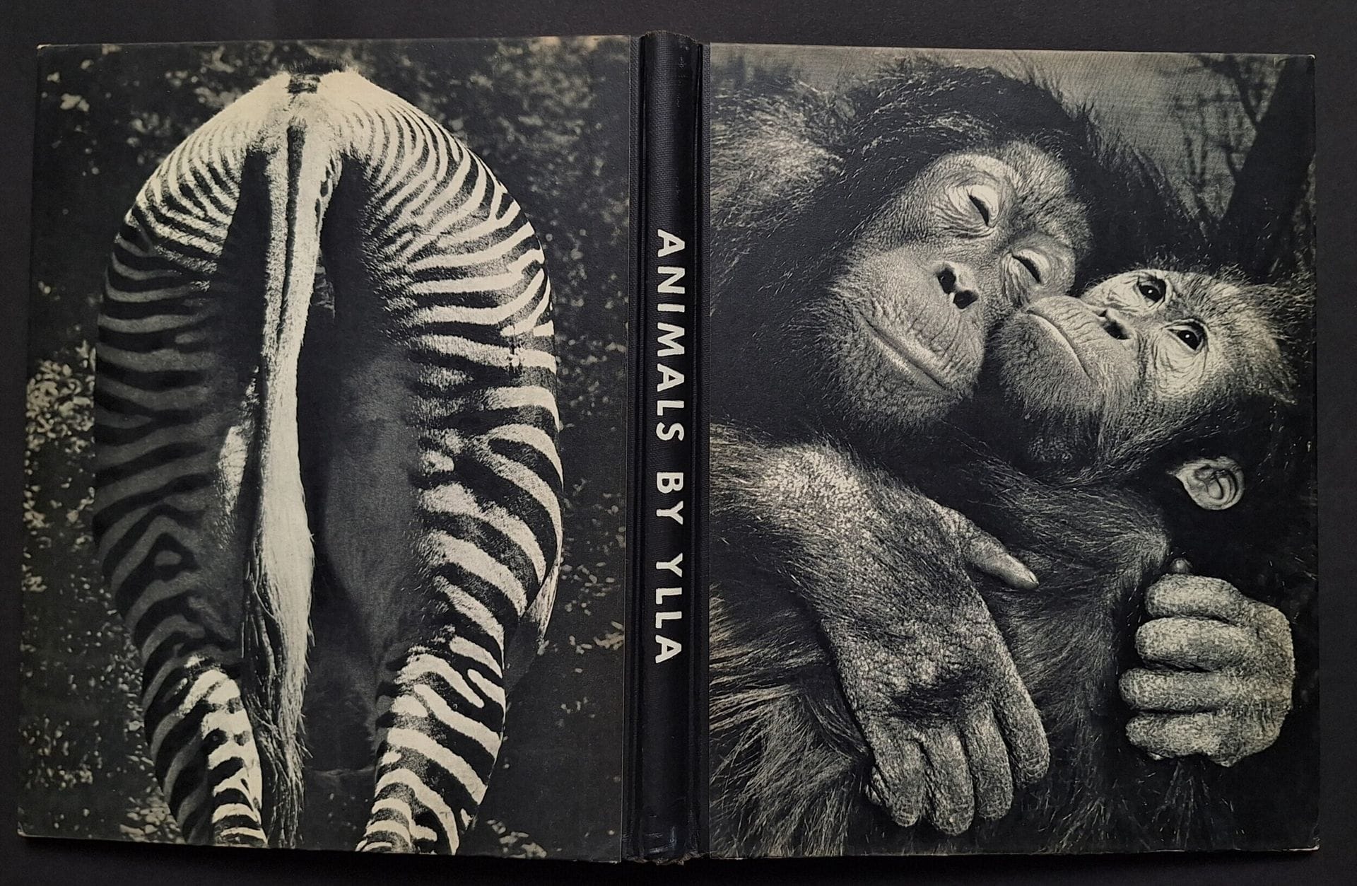 YLLA  (Camilla Koffler, dite Ylla)  (1911-1955) [Signé]
Animals.
Hastings House, New York, s.d.
In-4 (28 x 22 cm). Édition originale américaine du livre paru en français sous le titre Des Bêtes. Exemplaire dédicacé et signé par Ylla en face de la page de titre. 96 pages. Introduction de Julian Huxley. Design de Pierre Faucheux. Cartonnage illustré avec titre en blanc au dos, sous jaquette illustrée de la même manière que le cartonnage.