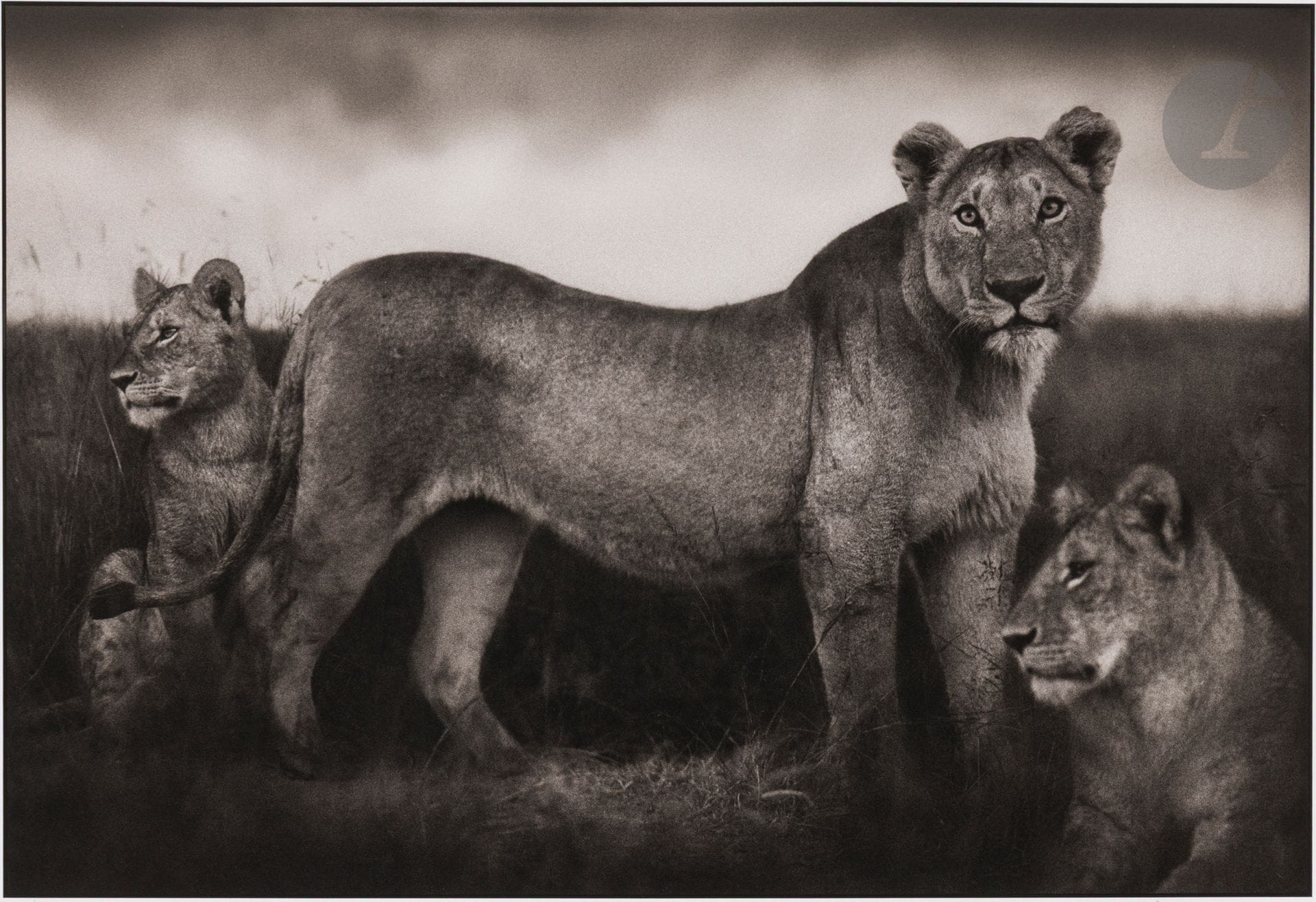 Nick Brandt (1966)
Lion Family Portrait. Masai Mara, 2004. 
Épreuve pigmentaire, signée et datée au crayon dans la marge en bas à droite, annotée « AP 1/3 » (Artist Proof 1/3, d’une édition de 35 exemplaires) en bas à gauche. 
Image : 28 x 41 cm - Feuille : 36,5 x 50 cm