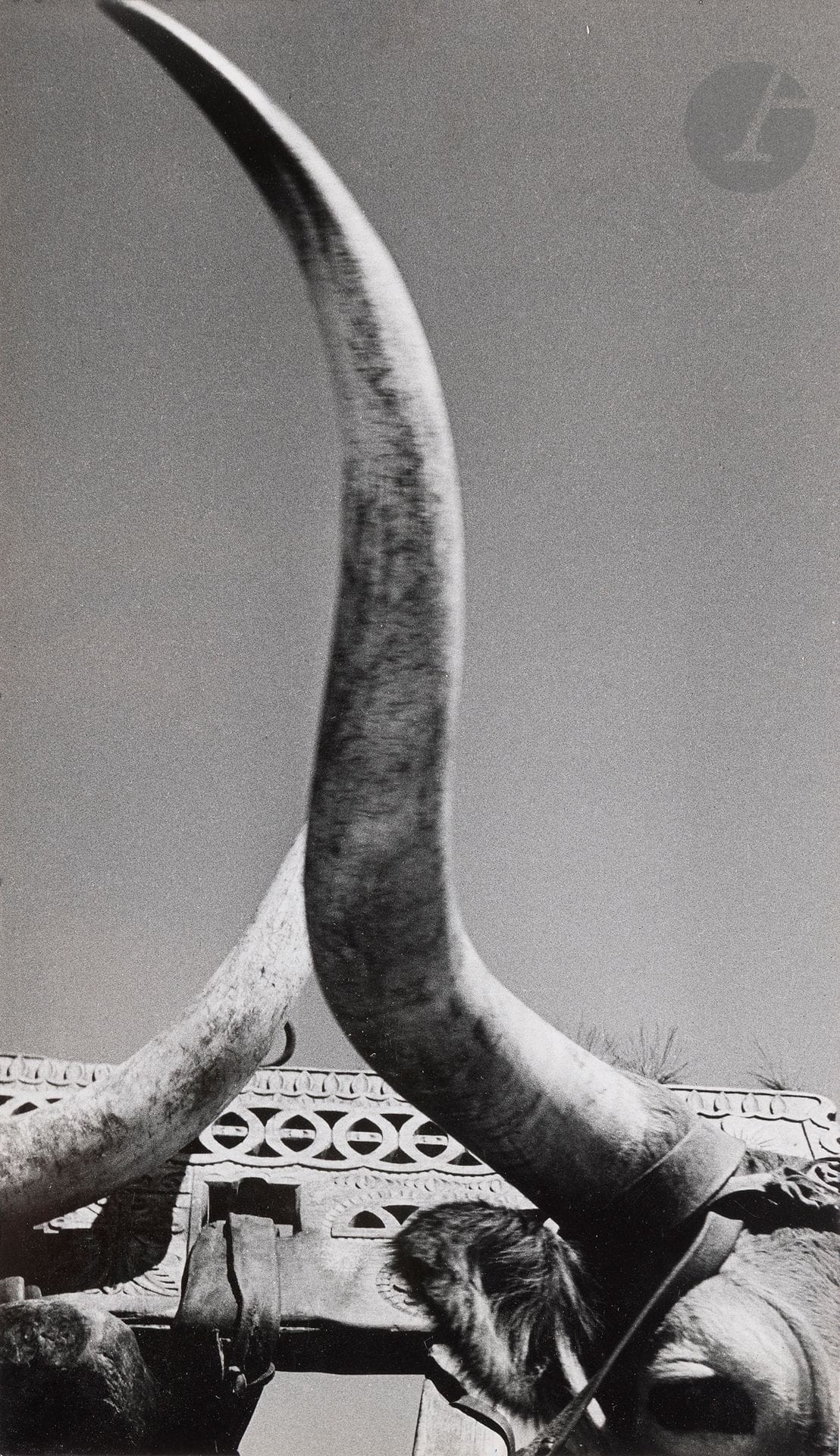 Jean Dieuzaide (1921-2003)
La Corne. Portugal, 1954. 
Épreuve argentique d’époque, contrecollée sur carton. Tampon « Reportage photographique Yan », tampon « Portugal » (N° 1749 bis) et titre à l’encre au verso du montage. 
38,5 x 22,3 cm