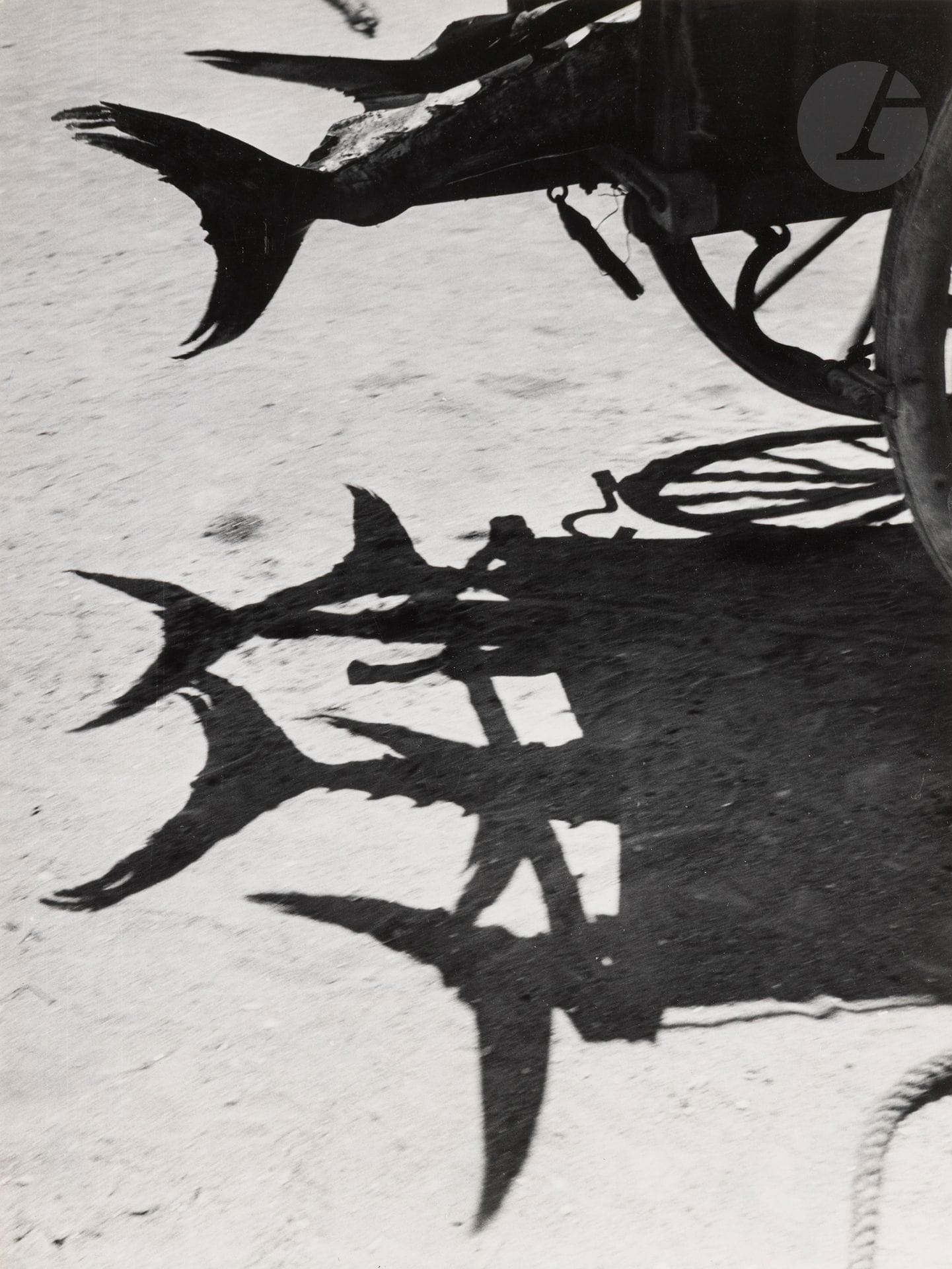 Jean Dieuzaide (1921-2003)
Car de thon. Portugal, 1954.
Épreuve argentique d’époque, contrecollée sur carton et titrée au crayon sur le montage en bas à gauche. Tampon « Reportage photographique Yan », annotations, date et étiquette de concours (Coupe de France 1955) au verso du montage. 
40,5 x 30 cm