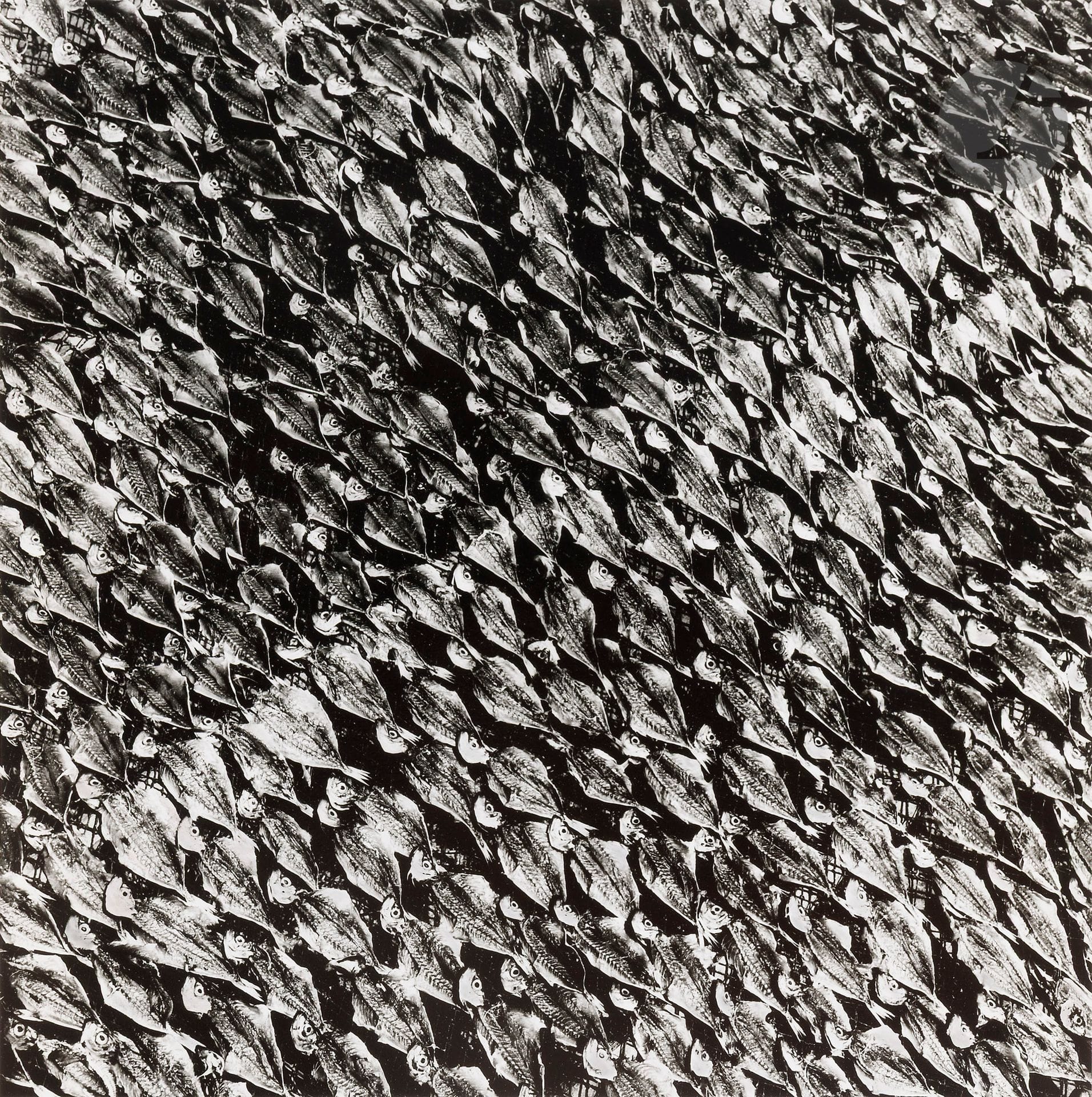 Jean Dieuzaide (1921-2003)
Poissons à sécher. Nazaré, Portugal, 1954. 
Épreuve argentique (tirée sous le contrôle de Michel Dieuzaide en 2010). Timbre sec du photographe en bas à droite. Tampon « Photographie réalisée par Jean Dieuzaide », tampon de la série « Portugal » (N° 437), numérotation à un exemplaire 1/1, titre et dates au verso. 
Image : 27,5 x 27,5 cm - Feuille : 40,5 x 30,5 cm