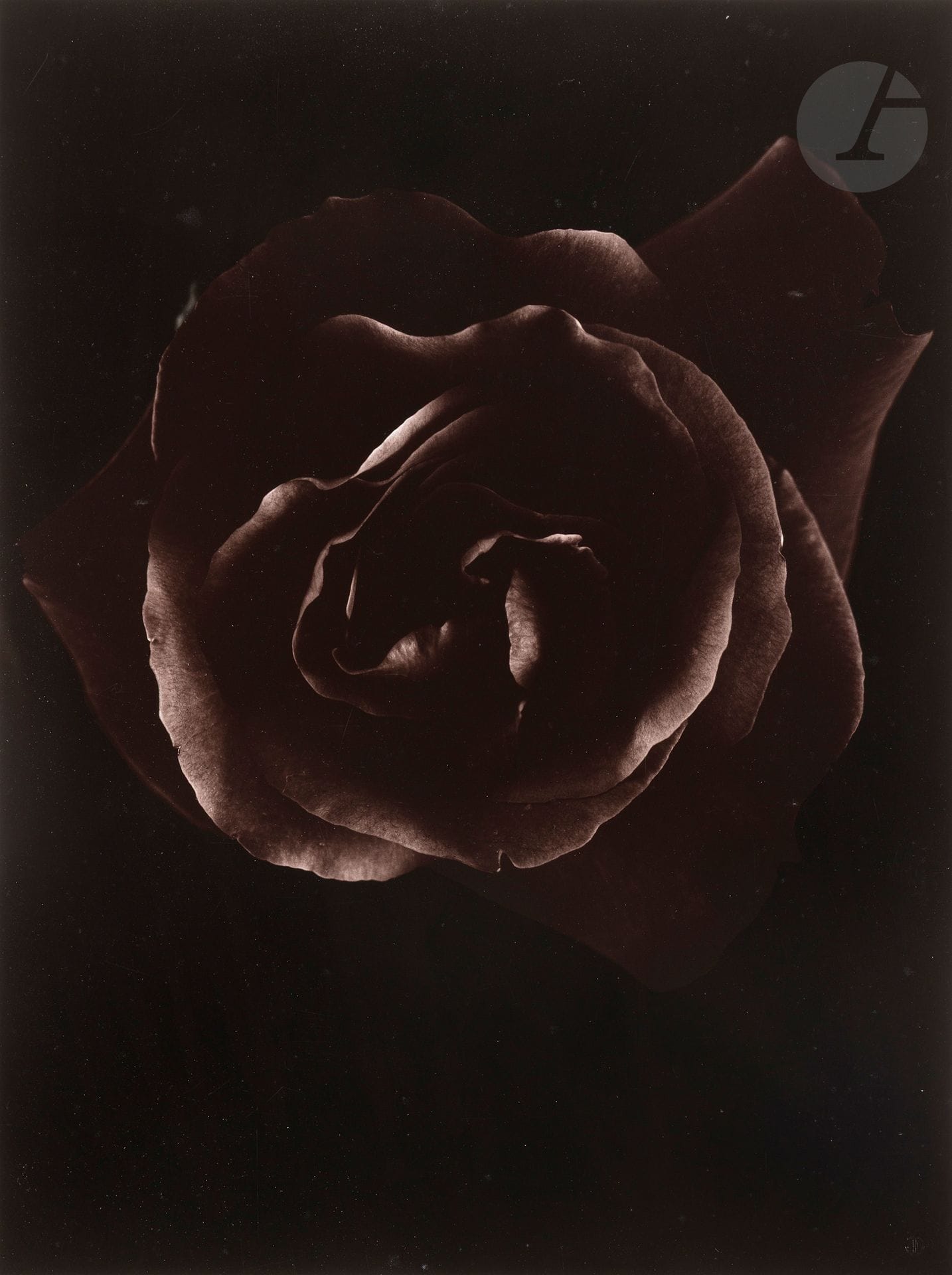 Jean Dieuzaide (1921-2003)
La rose noire (Hommage à la femme de quarante ans), 1978. 
Épreuve argentique sur papier Agfa, virée au sélénium (tirée par Jean Dieuzaide en 1986), contrecollée sur carton Arches, signée, titrée et datée au crayon sur le montage en bas. Timbre sec du photographe en bas à droite. Tampon « Photographié par Jean Dieuzaide », signature, annotations, dates et numérotation à 3 exemplaires à l’encre au verso du montage.
39,5 x 29,5 cm