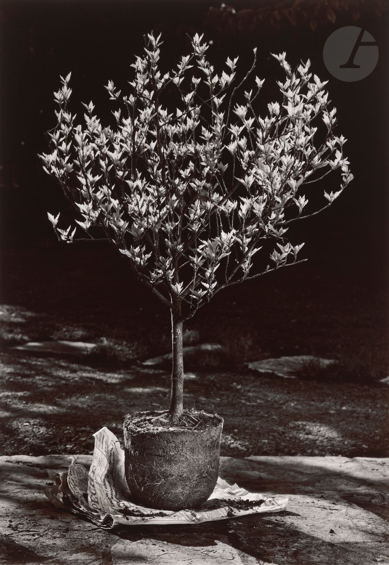 Jean Dieuzaide (1921-2003)
Altea et jardinage, 1979.
Épreuve argentique d’époque sur papier Agfa, virée au sélénium (tirée par Jean Dieuzaide en 1979), contrecollée sur carton Arches, signée, titrée et datée au crayon sur le montage en bas. Timbre sec du photographe en bas à droite. Tampon « Photographié par Jean Dieuzaide », signature, annotations, dates et numérotation 1/1 à l’encre au verso du montage. 
39,8 x 27,5 cm