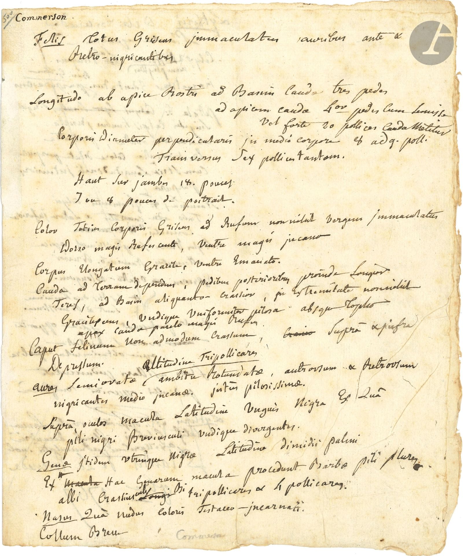 Philibert COMMERSON (1727-1773) naturaliste et voyageur, il fit partie de l’expédition de Bougainville. Manuscrit autographe, octobre 1767; 3pages in-4; en latin.
Observations recueillies au cours l’expédition de Bougainville, notamment à propos d’un félin: «Felis Totus griseus immaculatus sauribus ante & retro nigricantibus», qu’il décrit en détail. Une page biffée contient des notes sur une plante aquatique, «Lythris de la Enceneda»...