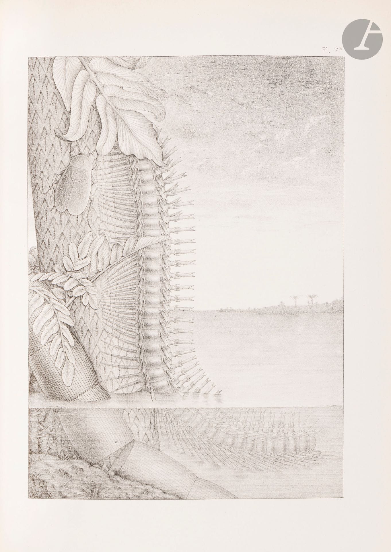 SCUDDER (Samuel Hubbard).
The Fossil insects of north America, with Notes on Some European Species. Vol. I. The Pretertiary insects - [Vol. II The tertiary insects].
New York : Macmillan and company, 1890. — 2 volumes in-4, 288 x 220 mm : x pp., (1 f. blanc), 153 pp., (1 f. blanc), pp. 155-455, 35 planches ; (2 ff.), 734 pp., 28 planches. Demi-cartonnage blanc, dos lisse orné (reliure de l’époque).

Édition originale collective très rare, de ce recueil d›essais du naturaliste américain Samuel Huddard Scudder (1837-1911).

« Ces deux volumes, publiés à seulement cent exemplaires sous cette forme reliée, contiennent non seulement, à quelques rares exceptions près, la description de toutes les espèces d’insectes fossiles (hexapodes, arachnides et myriapodes) de toutes les strates américaines connues à ce jour, mais aussi la quasi-totalité de la littérature consacrée à ce sujet. On y trouve également la description de quelques insectes européens et des observations critiques sur d’autres » (Introduction, page x).

Le premier volume, consacré aux insectes pré-tertiaires, est illustré de 11 dessins reproduits dans le texte et de 35 planches lithographiées en noir ou en deux tons. Le second volume porte sur les insectes du tertiaire. Il parut à l’identique dans le Rapport de l’expédition Hayden, dont le titre, à l’adresse de Washington, se trouve en tête de l’ouvrage. Il contient une carte de l’ancien lac de Florissant dans le Colorado, 3 figures dans le texte et 28 planches lithographiées représentant des centaines d’empreintes d’insectes.

Exemplaire portant le numéro 99, enrichi de cet envoi autographe signé de l’auteur : 
 Société géologique de France // de la part de l’auteur // Samuel H. Scudder

Dos et plats salis, quelques déchirures et griffures sur les plats, accroc à la coiffe de tête du premier volume.