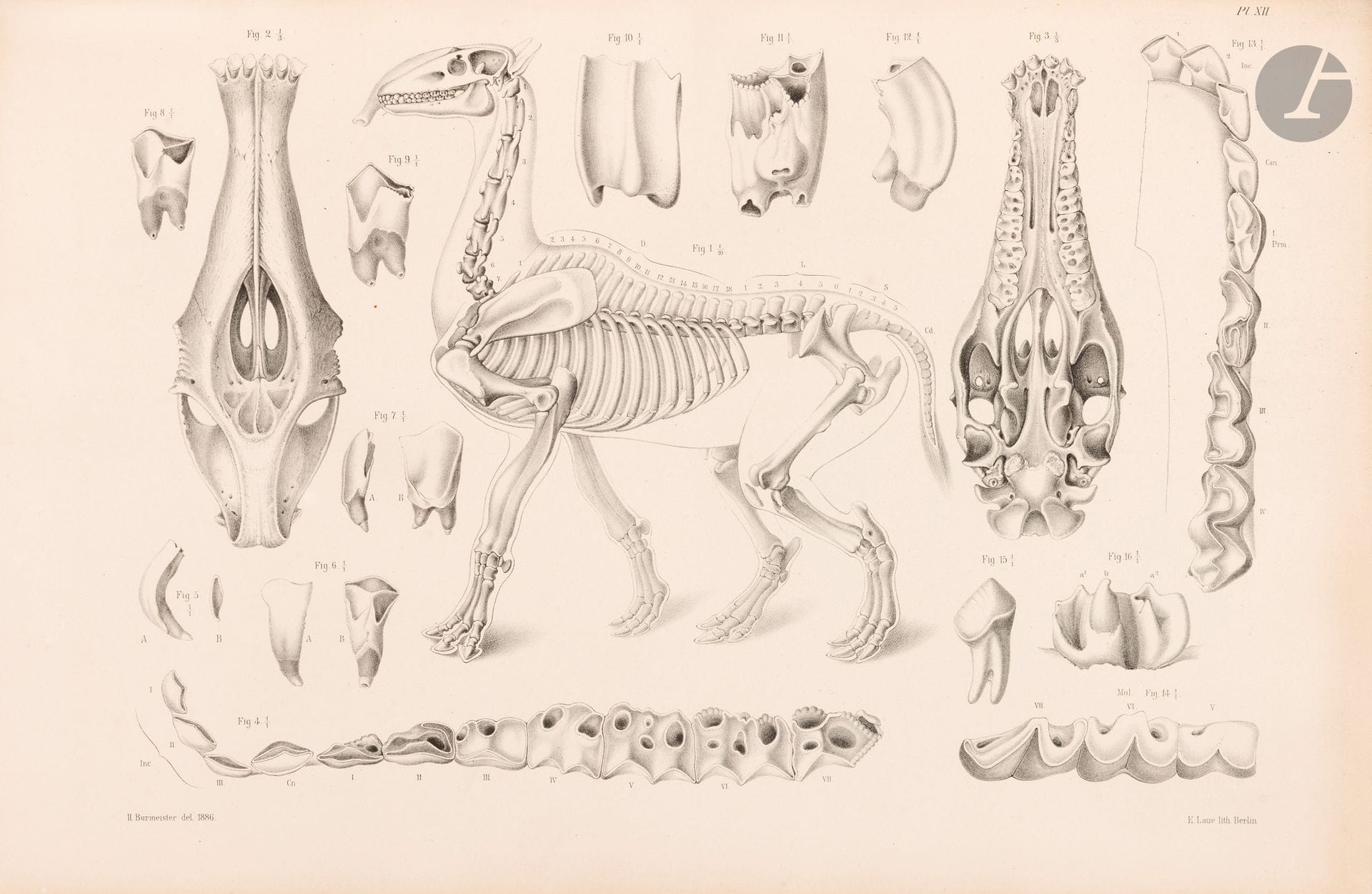BURMEISTER (German).
Los Caballos Fosiles de la pampa argentina. — Die fossilen Pferde der Pampasformation.
Buenos Aires : La Tribuna, 1875 ; Buenos Aires : La Universidad, 1889. — Deux volumes grand in-folio, 490 x 345 mm et 515 x 354 mm : VIII, 88 pp., 8 planches ; VI, 65 pp., 4 planches. Cartonnages de l’éditeur à dos de toile noire, étiquette imprimée sur les premiers plats.

Édition originale très rare de ces deux ouvrages du naturaliste argentin d‹origine prussienne Hermann Burmeister (1807-1892), directeur du musée d’histoire naturelle de Buenos Aires et professeur de sciences naturelles à l’université nationale de Córdoba.

Le premier volume, publié en 1875, avait été commandé par le gouvernement argentin pour l’Exposition universelle de Philadelphie de 1876. Souhaitant valoriser les fossiles sud-américains du musée, Burmeister proposa ce projet sur les chevaux fossiles de la Pampa Argentine, comparant en détail le squelette complet d’un cheval éteint aux restes de trois autres espèces du même groupe équin. Soutenu par des figures politiques comme le gouverneur Álvaro Barros et son successeur Carlos Casares, le livre fut imprimé dans les ateliers du journal La Tribuna. Ce travail permettait de montrer comment les chevaux fossiles reliaient passé et présent, illustrant la diversité naturelle.

Le second volume, paru près de 15 ans plus tard, en forme le supplément. Publié pour être présenté à l’Exposition internationale de Paris en 1889, il contient la description de nouvelles parties des chevaux décrits en 1875 ainsi que quelques-unes des plus importantes acquisitions de fossiles rares et inconnus du Musée d’histoire naturelle de Buenos Aires.

Les deux ouvrages sont imprimés sur deux colonnes, en espagnol et en allemand. Ils contiennent au total 12 grandes lithographies en noir imprimées à Berlin, soit 8 dans le premier, dessinées par Burmeister lui-même, et 4 dans le second, dessinées par le peintre suisse Adolph Methfessel (1835-1909) sous la direction de l’auteur. « Les dessins de Burmeister et Methfessel étaient techniquement hyperréalistes et très appréciés de la communauté scientifique de l’époque. Les planches imprimées à Buenos Aires à partir de ces lithographies réalisées à Berlin étaient si finement dessinées qu’elles ressemblaient à des photographies. » (site : hermanburmeister.blogspot.com).

Il est rarissime aujourd’hui de trouver les deux volumes ensemble. 

Cartonnages salis. Les plats du premier volume sont défaits, le dos du second est très abîmé. Coins émoussés. Rousseurs dans le premier volume. L’intérieur du second est très bien conservé, sans rousseur.