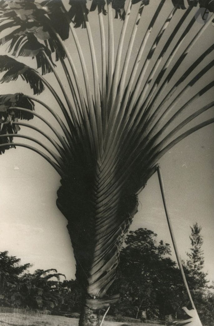 Germaine Krull (1897-1985)
Test garden. Brazzaville. Congo, May 1943.
Two vintage silver prints, mounted back-to-back on cardboard. Stamp "Photographies du Service de l'Information", credit and captions on back labels. Credit and captions on typewritten labels on lower mounts.
11.5 x 17 and 17.8 x 11.8 cm

Provenance: François Lepage Collection, Paris.