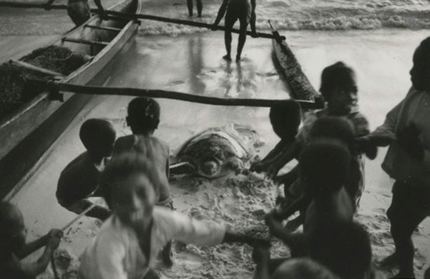 Franco Zecchin (1953) 
Turtle, c. 1980. 
Vintage silver print, stamped on verso. 
Image: 7 x 10.8 cm - Sheet: 8.8 x 12.8 cm