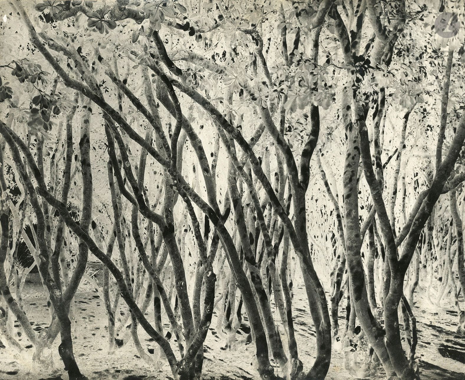 Dushan Stanimirovich (1912-1978)
Plant studies [symmetry and inversion of values], c. 1960.
Seven vintage silver prints, some mounted on card.
Medium format: 40 x 50 cm

Some breaks in the gelatin and small tears or chips along the edges.