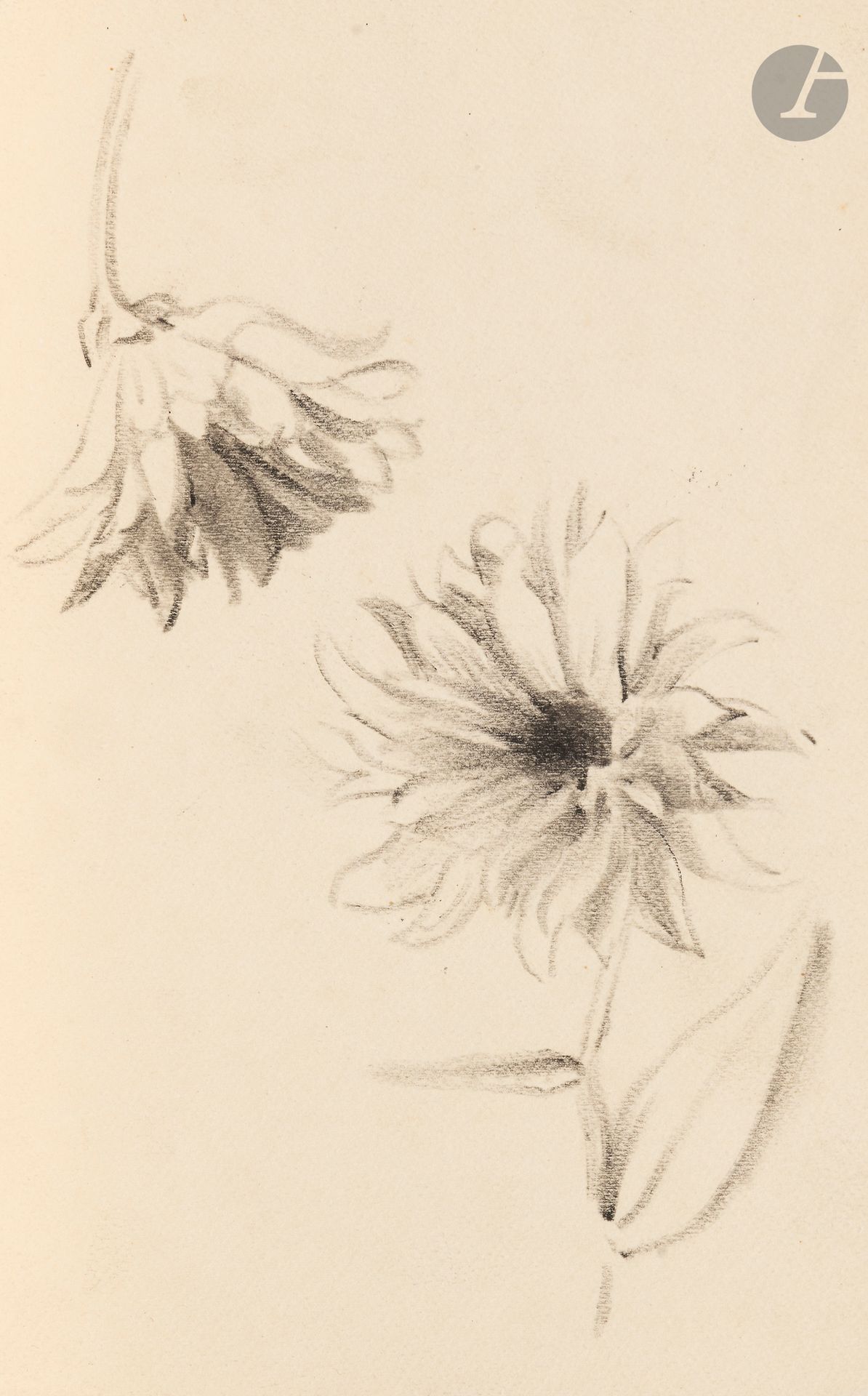 Félix VALLOTTON (1865 - 1925)
Études de fleurs
Fusain.
Non signé.
23,5 x 15 cm

Provenance:
- Gabrielle Vallotton, née Bernheim, épouse de Félix Vallotton.
- Madeleine Lecomte du Noüy, née Rodrigues-Henriques, fille de Gabrielle Vallotton et belle-fille de Félix Vallotton. Par descendance.
- Isabelle Lecasble, née Lecomte du Noüy, fille de Madeleine Lecomte du Noüy (son cachet au dos). Par descendance.

Nous remercions Madame Katia Poletti, conservatrice de la Fondation Félix Vallotton pour les informations qu’elle nous a transmises.


Les dessins que nous présentons proviennent de la collection d’Isabelle Lecomte du Noüy et ont été hérités de sa grand-mère, Gabrielle Bernheim. Celle-ci avait épousé en secondes noces le peintre Félix Vallotton, figure majeure du groupe des Nabis et proche d’Édouard Vuillard. 

L’ensemble comprend de nombreuses études de nus, ainsi que plusieurs feuilles préparatoires d’œuvres peintes. Parmi celles-ci figurent notamment une étude pour Femme nue de dos blonde (1907), une étude pour Femme assise de dos (1915) conservé au Kunstmuseum de Luzern, ainsi qu’une étude en relation avec le tableau Vue d’Avignon (1920). Ces feuilles révèlent le processus créatif de Vallotton : l’artiste y explore les attitudes des figures, met en place la composition et l’équilibre des formes, tout en inscrivant directement sur le papier des annotations de couleurs destinées à guider l’élaboration de la peinture.

Cet ensemble, demeuré au sein d’une famille étroitement liée au nabisme et à ses représentants, apparaît aujourd’hui comme un témoignage particulièrement précieux. Afin d’en matérialiser la provenance, un cachet de collection aux initiales d’Isabelle Lecomte du Noüy a été apposé au verso de chacun des dessins.