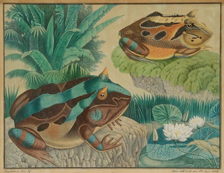 Aloys ZÖTL (1803-1887)
Die Hornkröte - Rano cornuta (Le Crapaux à cornes), 1884. Aquarelle. Signée et datée en bas à droite «Aloys Zötl fecit am 14. Juni 1884». Titrée en bas au milieu. Annotée «Amphibien Taf. 37» en bas à gauche. (Papier légèrement jauni). 32 x 42 cm. Bibliographie:. Oeuvre en rapport: - Contrées de Aloys Zötl par Victor Francès, éditions Langlaude, Paris, 2011, planche précédente (Amphibien. Taf. 36, 21 August 1863) reproduite page 73. - ZÖTL, Le bestiaire d?Aloys Zötl par Julio Cortàzar, Franco Maria Ricci éditeur, le même exemplaire est référencé page 149 et reproduit page 79.