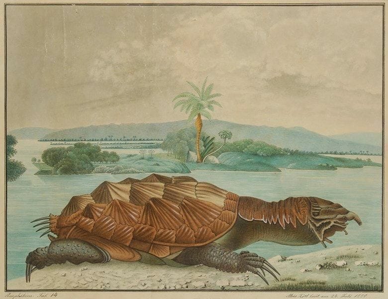 Aloys ZÖTL (1803-1887)
Die Matamata - Testudo Matamata (Tortue Matamata), 1884. Aquarelle. Signée et datée en bas à droite «Aloys Zötl fecit am 24. Juli 1880». Titrée en bas au milieu. Annotée «Amphibien Taf. 14» en bas à gauche. (Petits accidents dans le ciel). 32 x 42 cm. Bibliographie:. Oeuvre en rapport: - Contrées de Aloys Zötl par Victor Francès, éditions Langlaude, Paris, 2011 planche précédente (Amphibien. Taf. 13, 5 mai 1880) reproduite page 89. - ZÖTL, Le bestiaire d?Aloys Zötl par Julio Cortàzar, Franco Maria Ricci éditeur, le même exemplaire est référencé page 153.