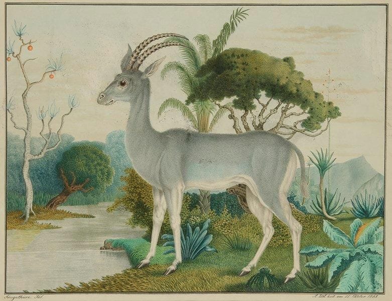 Aloys ZÖTL (1803-1887)
Die Blaugraue Antilope - Antilope leucophaca (L?Antilope bleu-gris), 1868. Aquarelle. Signée et datée en bas à droite «Aloys Zötl fecit am 25. Oktober 1868». Titrée en bas au milieu. Annotée «Saügethiere (Mammifères) Taf.» en bas à gauche. (Traces d?encre et un pli). 32 x 42 cm