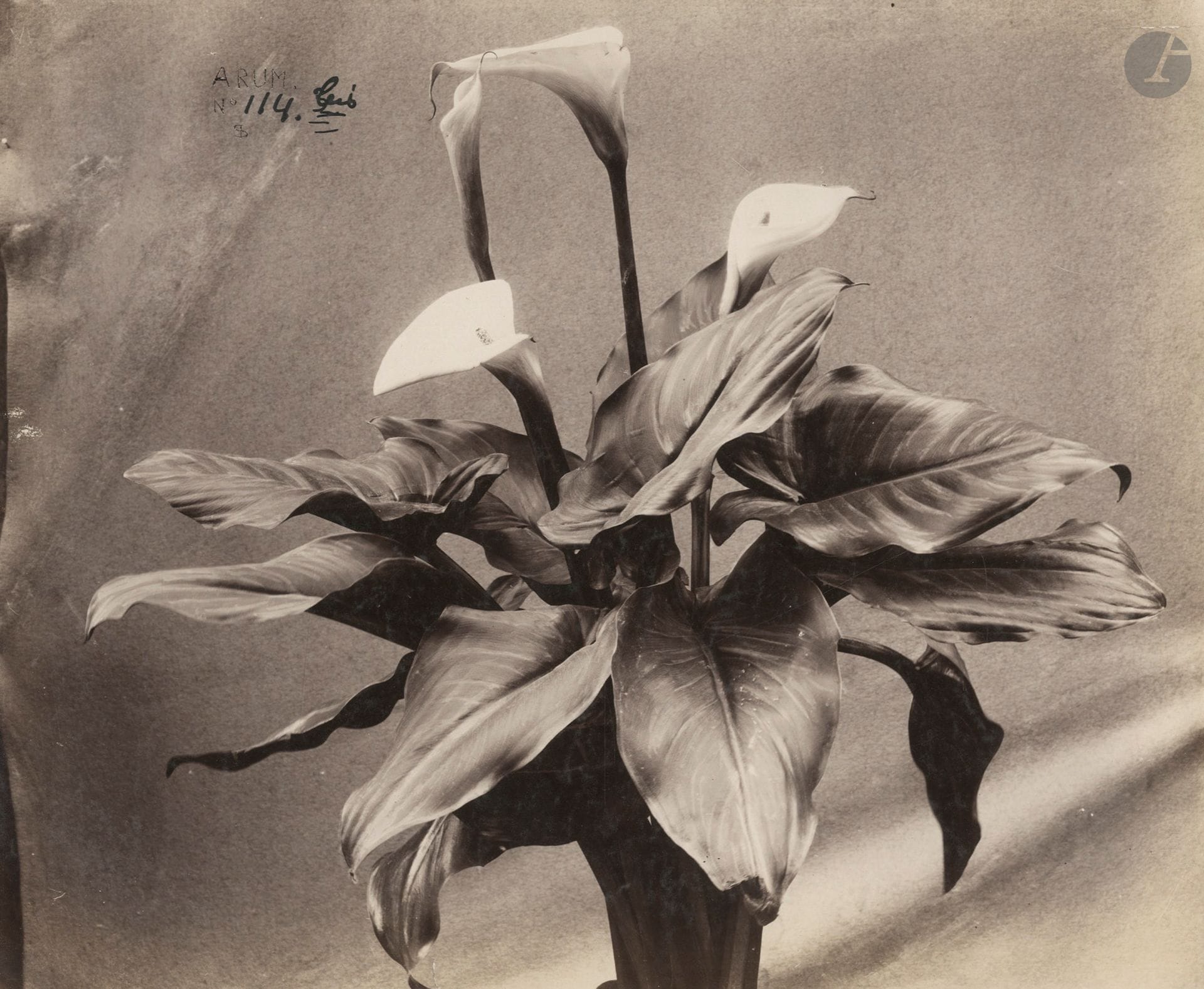 Louis Ollivier 
Études végétales, c. 1890. 
Muguet. Arum. 
Deux épreuves sur papier citrate. Crédit du photographe et légendes dans les négatifs. 
25,5 x 20 et 23,4 x 28 cm