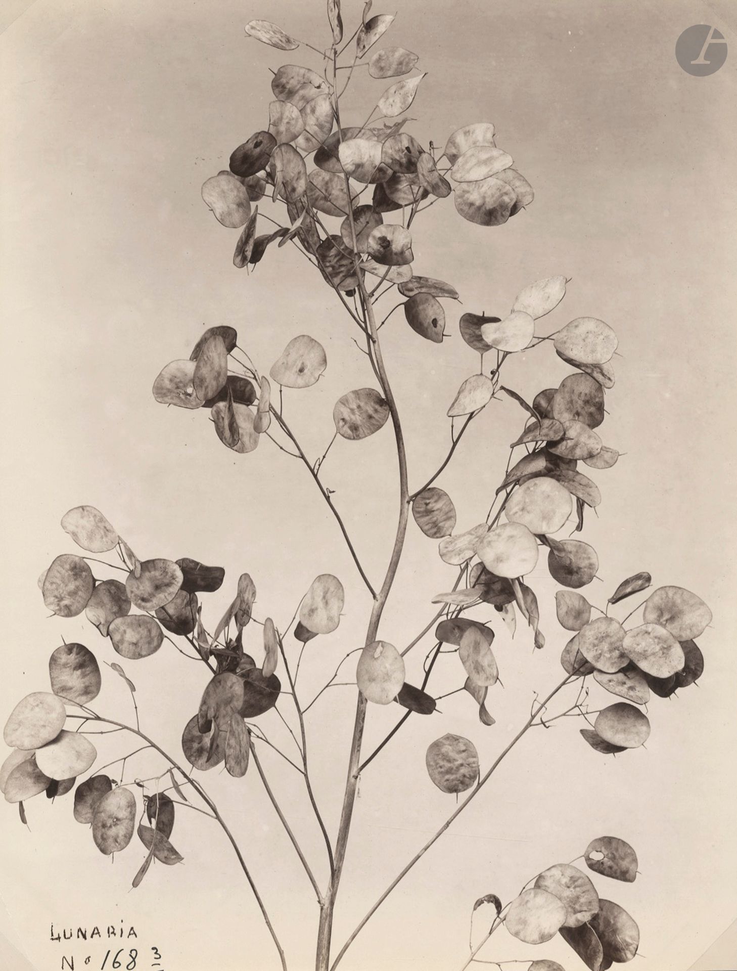 Louis Ollivier 
Plant studies, c. 1890. 
Holly. Ginko. Lunaria. 
Three prints on citrate paper. Photographer's credit and captions in the negatives. 
Sizes: 26.5 x 20 to 28.5 x 22 cm