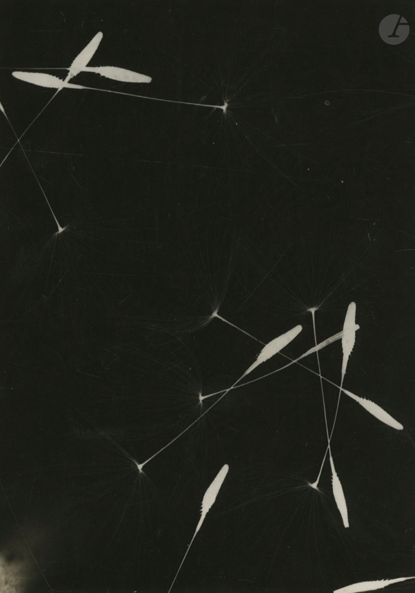 Photographe non identifié 
Photogramme d'akènes de pissenlit, c. 1940. 
Épreuve argentique d'époque. 
Image : 12 x 17 cm - Feuille : 13 x 18 cm