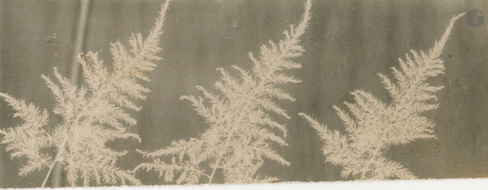 Photographe non identifié 
Photogramme de branches de fougère, c. 1940. 
Épreuve argentique d'époque. 
7,8 x 20,8 cm