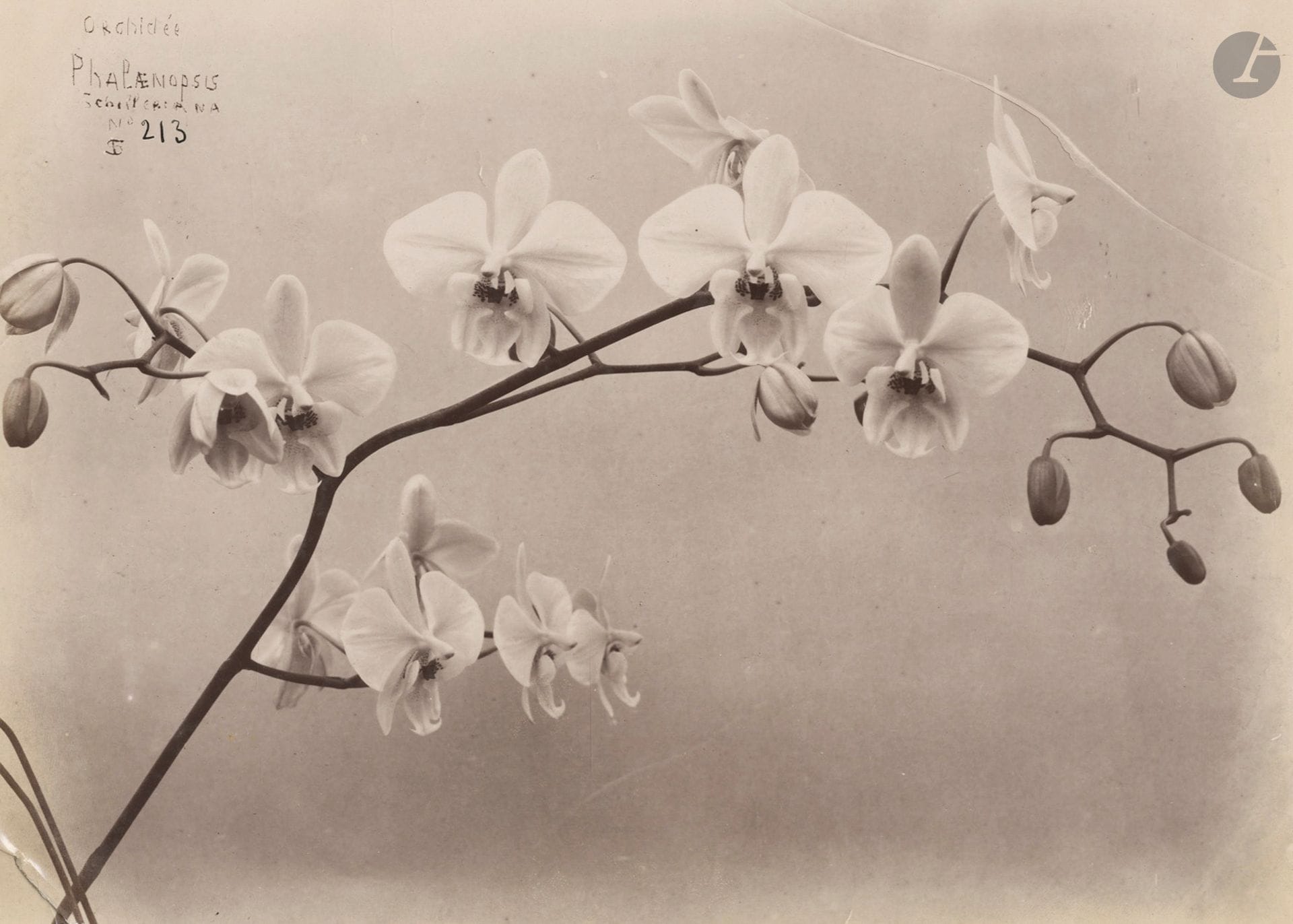 Louis Ollivier 
Études végétales, c. 1890. 
Orchidée cypripedium. Orchidée phalaenopsis. 
Deux épreuves sur papier citrate. Crédit du photographe et légendes dans les négatifs. 
20,2 x 26,5 et 19,7 x 27,2 cm