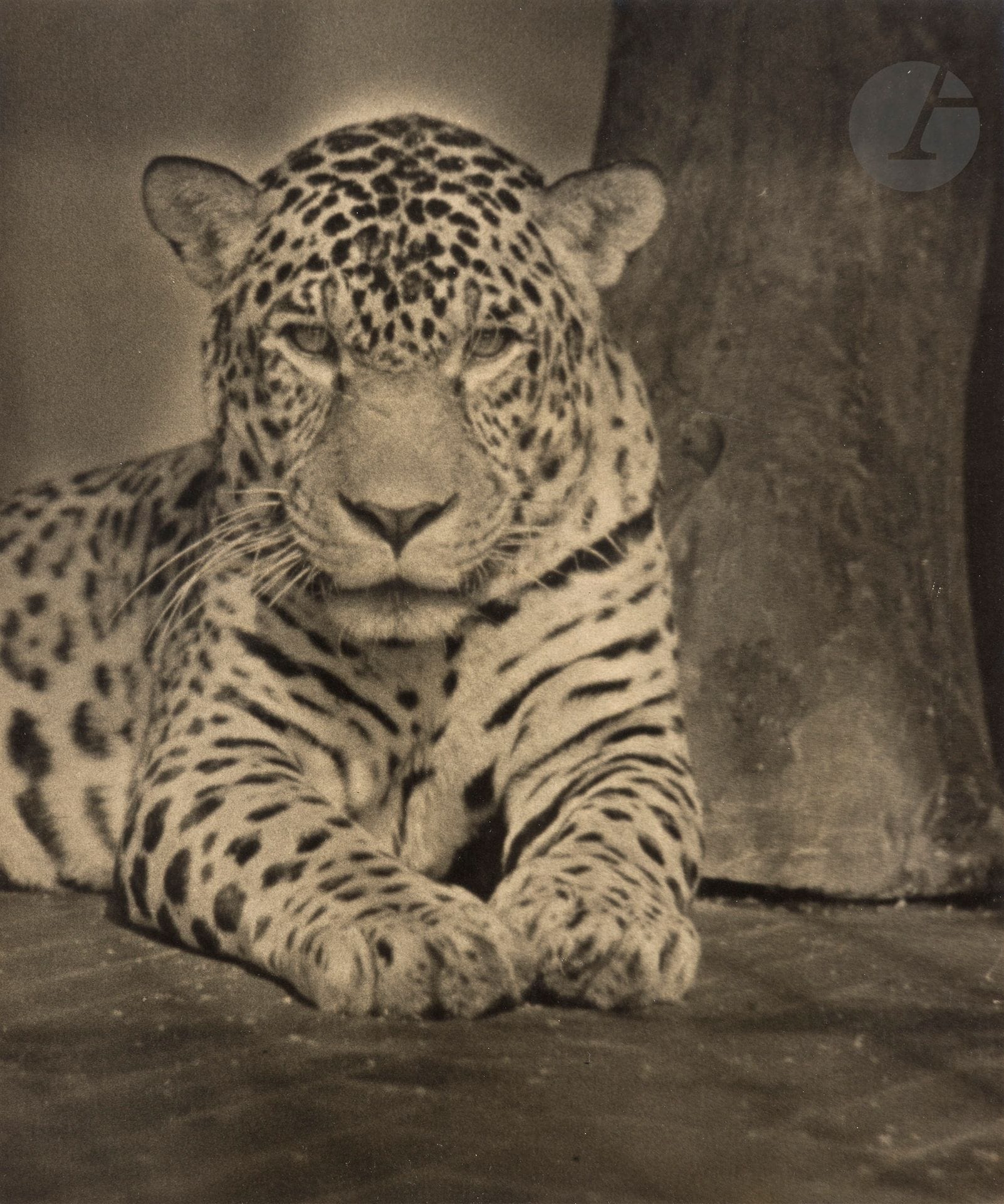 Frank H. Fletcher 
Jaguar. London Zoological Gardens, c. 1910. 
Vintage silver print, mounted on card. 
28 x 23.5 cm

Attached is a halftone print of the same jaguar by Frank H. Fletcher.