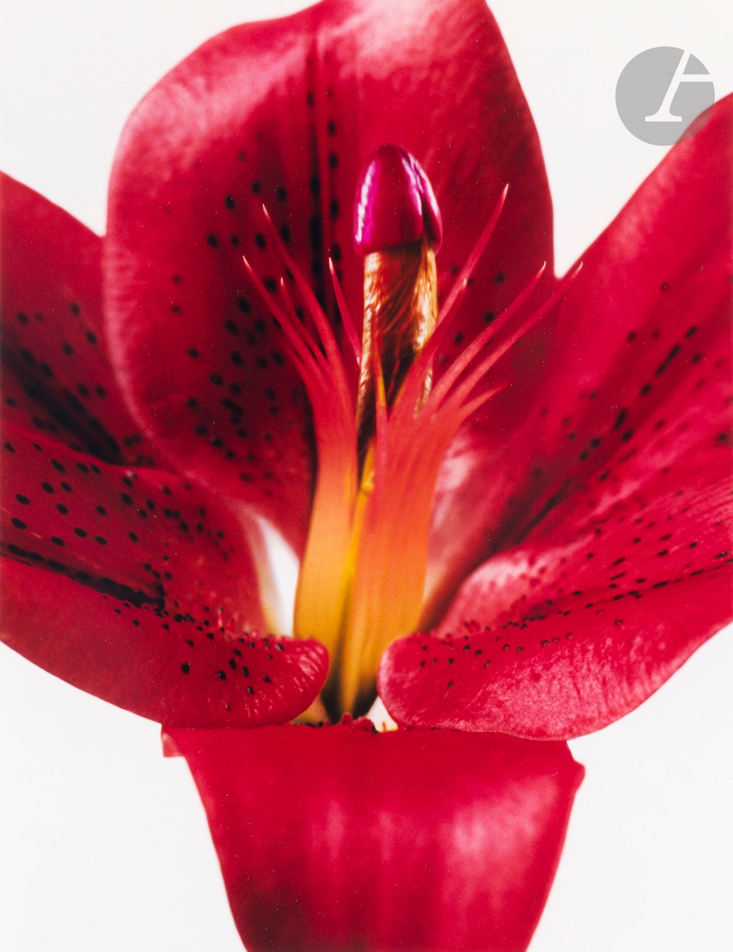 Jean-Baptiste Mondino (1949)
Viagra. Arena Magazine 1998. 
Épreuve chromogénique, signée, numérotée à 20 exemplaires à l’encre au verso. 
Image : 23,5 x 18 cm - Feuille : 29 x 22 cm