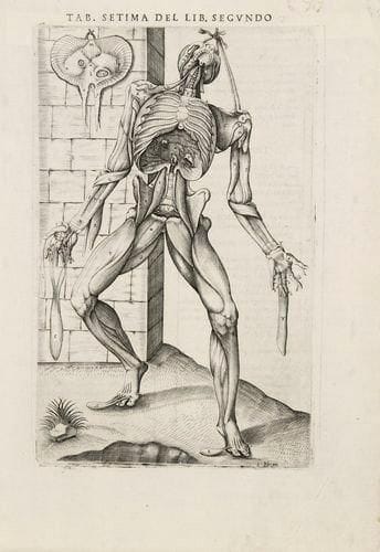 Andrea Vesalio et Stefan van Calcar (XVIe s.) (d?après)
De Humani Corporis fabrica (Musculanum). XVIIe s. Réunion de gravures, copies en contrepartie des gravures sur bois de 1543 (avec quelques modifications). Belles épreuves avec texte au verso, soigneusement lavées, une avec le monogramme de Noël Bonifacio (Ris-Paquot 7832). Toutes marges. Ens. 13 p.
