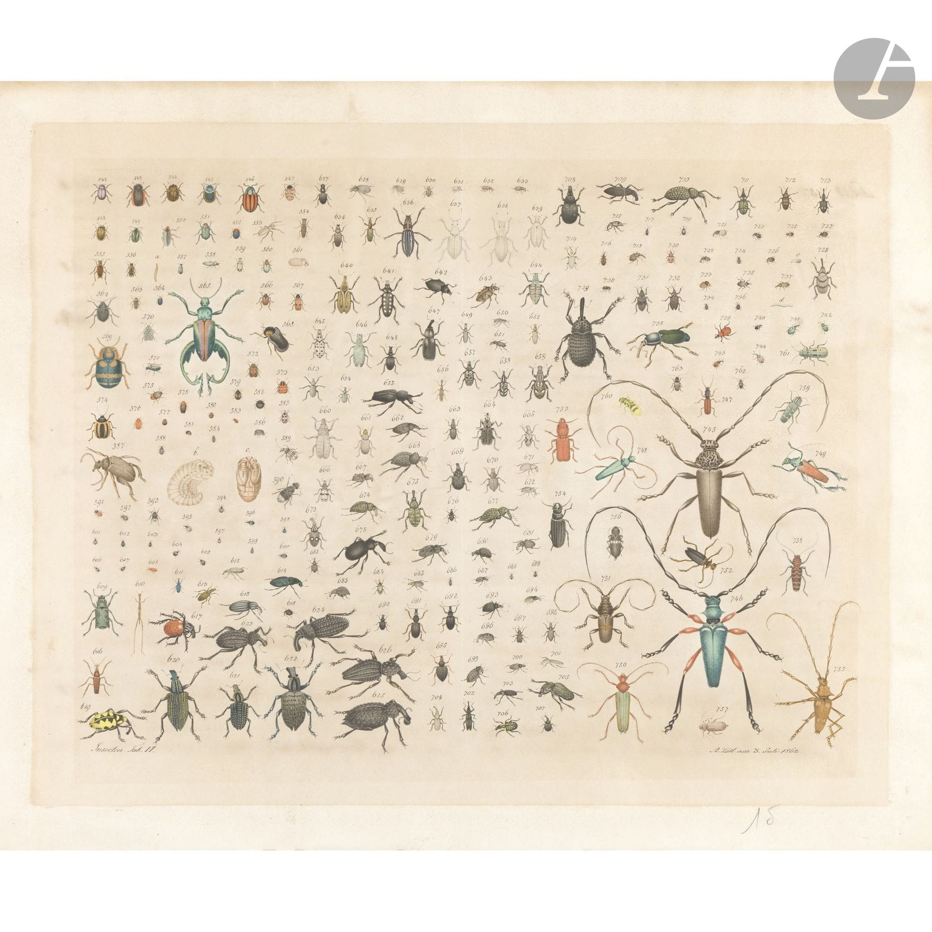 Aloys ZÖTL (Freistadt 1803 – Eferding 1887)
Insects, Plate VI, 1862
Watercolor with gouache, pen, and black ink.
Signed and dated “A Zötl am 3. Juli 1862” in the lower right corner.
(Sun-faded, crease in the center).
41 x 50 cm

Provenance: 
Jan Krugier Gallery, Geneva (Inv. No. 845), 1976. Acquired from a private Swiss collection.