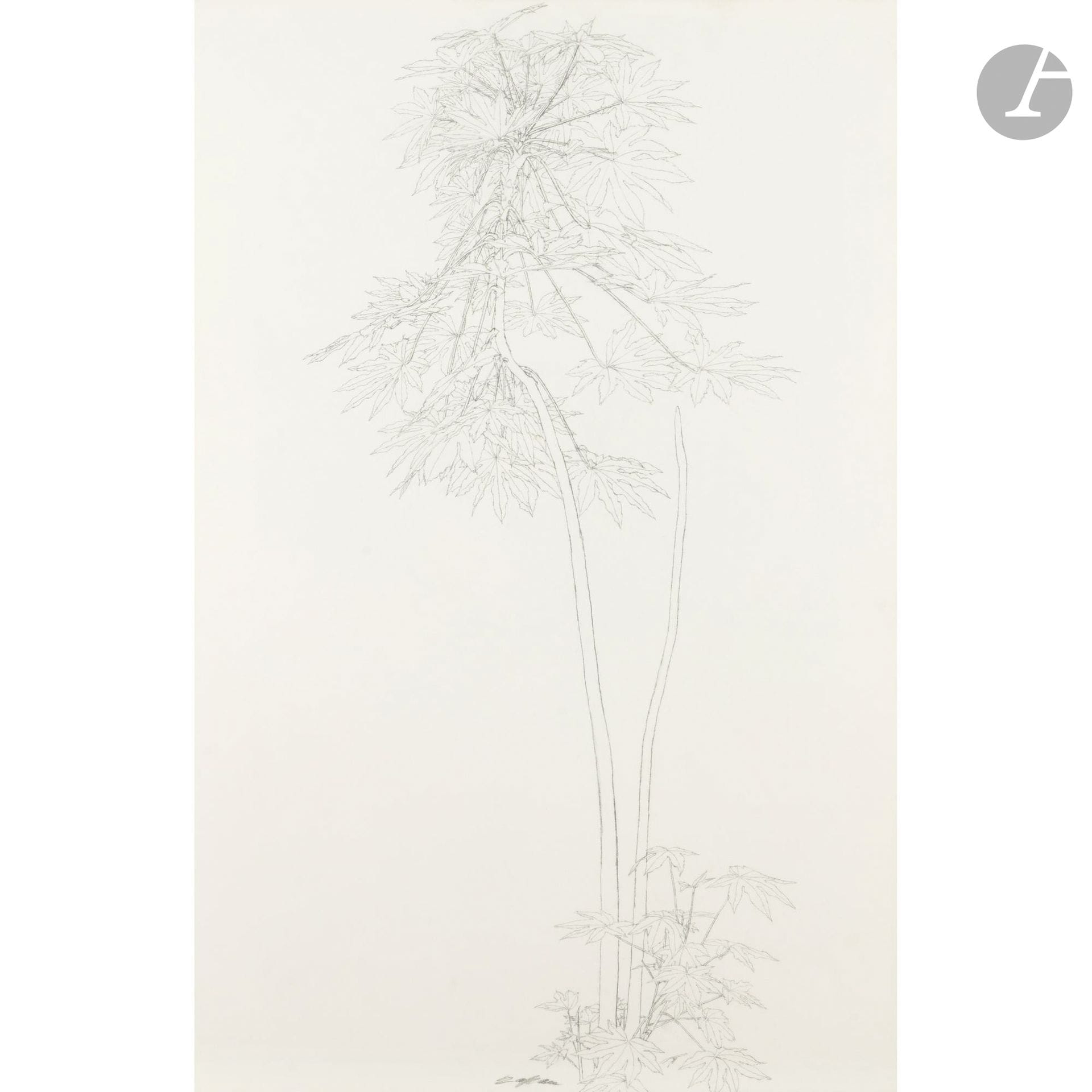 Sam SZAFRAN (1934–2019)
Untitled (Plants), 1982
Black pencil.
Signed at the bottom.
Signed, dated “sept 82,” and inscribed “Malakoff” on the back of the mounting.
74 x 48 cm

Provenance: 
Galerie Claude Bernard, Paris (label on the back).