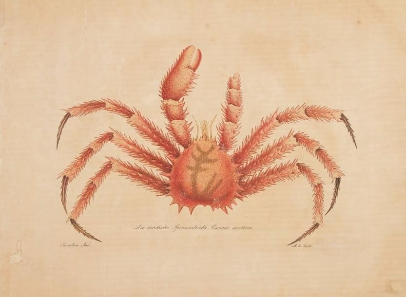 Aloys ZÖTL (1803-1887)
Die nordische Spinnenkrebs. Cancer arctica (L'Araignée Cancer nordique). Dessin à l'encre et aquarelle. Monogrammé en bas à droite. Titré au milieu et annoté Insecten. Taf. en bas à gauche. (Déchirures, manques et insolation). 49,5 x 61 cm