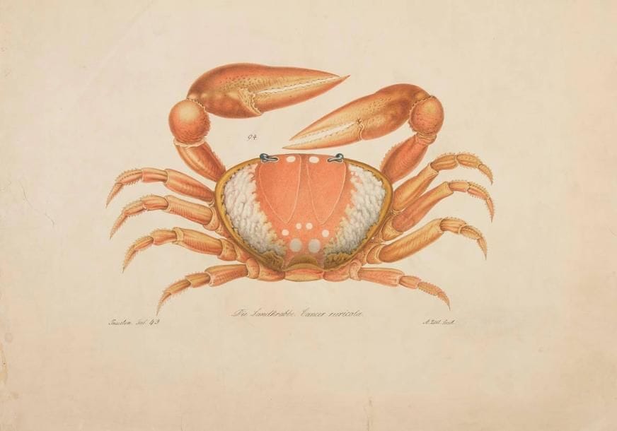 Aloys ZÖTL (1803-1887)
Die Landkrabbe. Cancer Ruricota (Le Crabe de terre). Dessin à l'encre et aquarelle. Signé en bas à droite. Titré au milieu et annoté Insecten. Taf.43 en bas à gauche. (Déchirures, manques et petits plis dans les marges). 49,5 x 61 cm