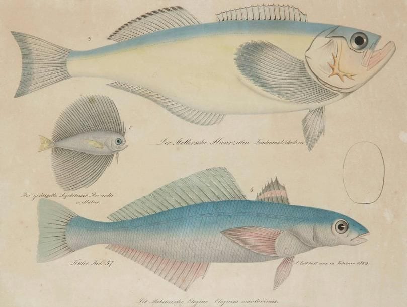 Aloys ZÖTL (1803-1887)
Die Stellersche Haarzahn. Trachinus tricodon - Der geaügette Segelflosser. Pteraclis ocellatus - Die Maluinische Elegine. Eleginus maclovinus, 1884. Dessin à l'aquarelle et mine de plomb. Signé A.Zötl fecit am 12 Februar 1884 en bas à droite. Titré sous chaque poisson. Annoté Fische Taf. 57 en bas à gauche. (Papier légèrement jauni et petites rousseurs). 34 x 45 cm
