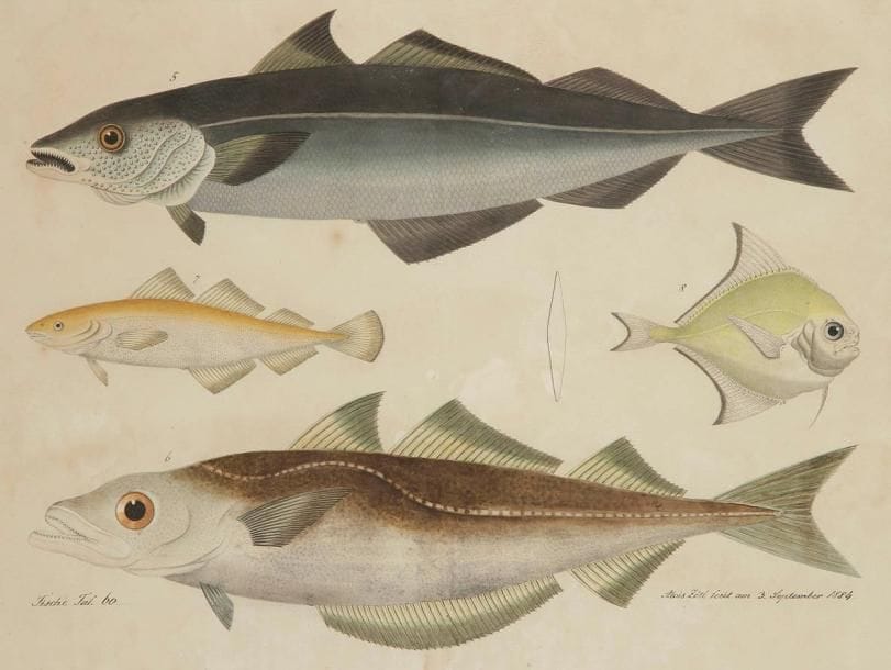 Aloys ZÖTL (1803-1887)
Étude de quatre poissons, 1884. Dessin à l'aquarelle et crayon. Signé Aloys Zötl fecit am 3. September 1884 en bas à droite. Annoté Fische Taf. 60 en bas à gauche. (Papier légèrement jauni et petites rousseurs). 34,5 x 45 cm
