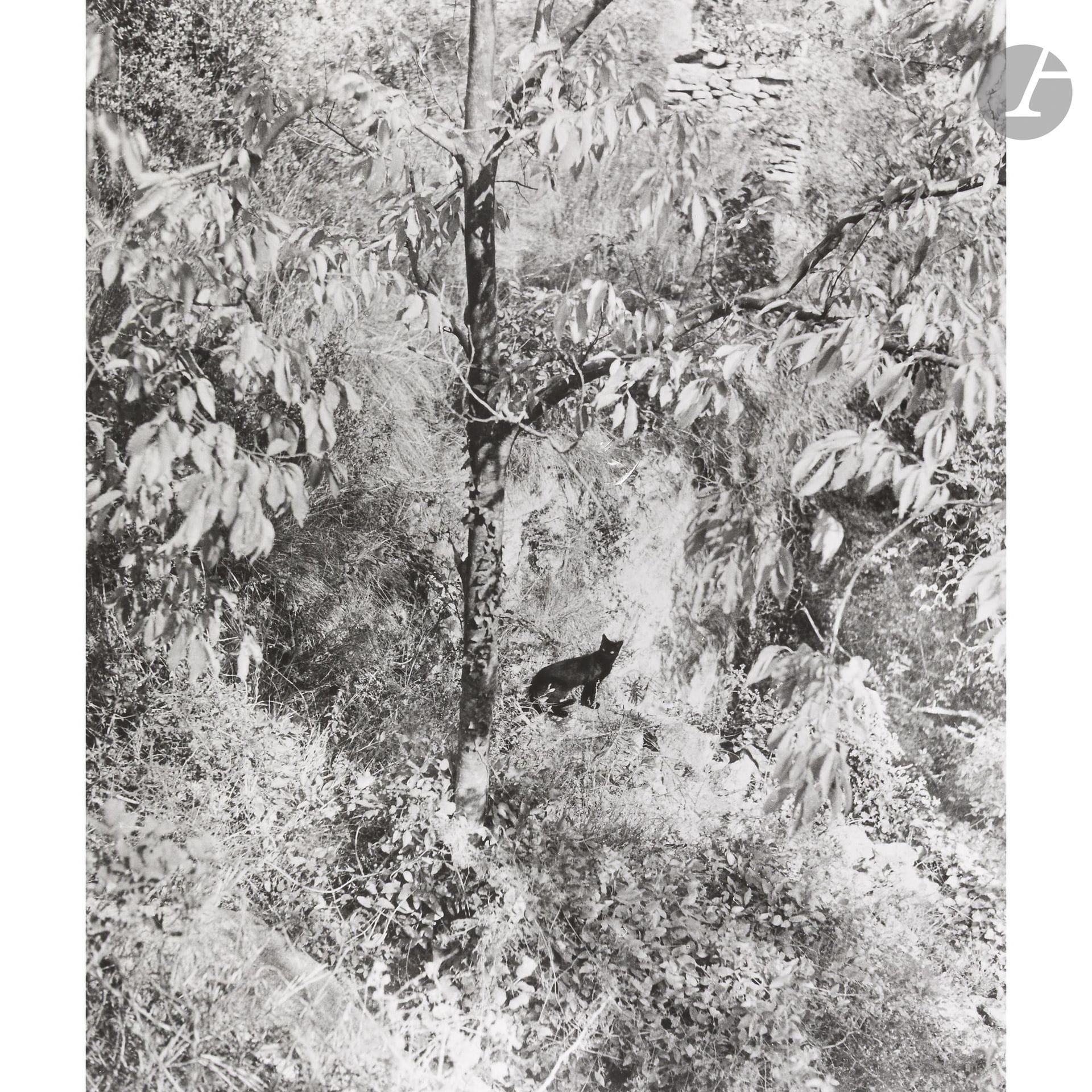 Willy Ronis (1910-2009)
Le chat surpris. Gordes, 1951. 
Épreuve argentique (1985), signée à l’encre dans la marge en bas à droite. 
Image : 28,5 x 24 cm - Feuille : 40 x 30 cm