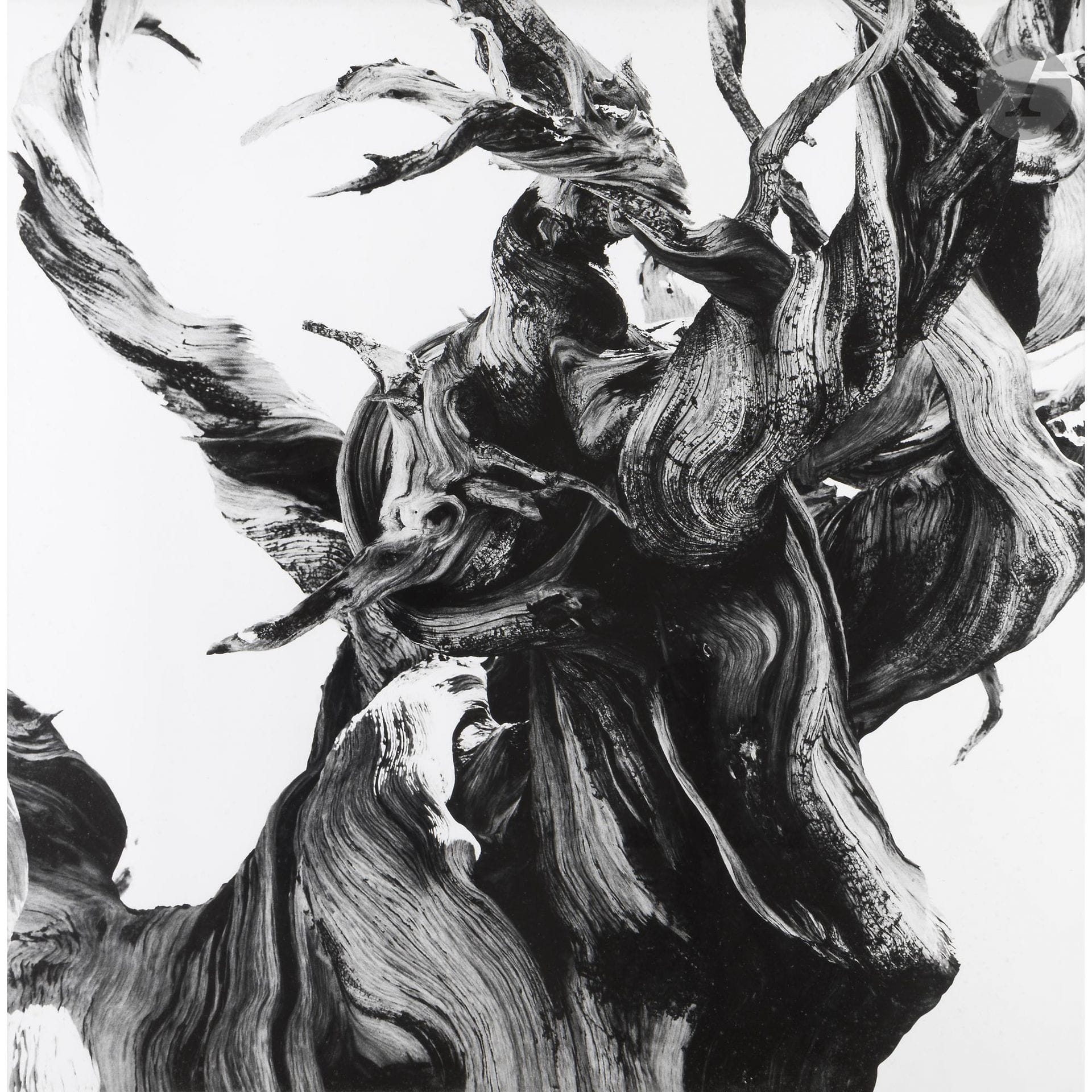 Christophe d’Yvoire (1959)
Sans titre, de la série Les Patriarches, 2007.
Épreuve argentique d’époque, contrecollée sur aluminium, signée, datée et numérotée à 16 exemplaires sur étiquette au verso du montage.
100 x 100 cm - cadre

Bibliographie : 
Christophe d’Yvoire, Les Patriarches, Paris, Seuil, 2006.