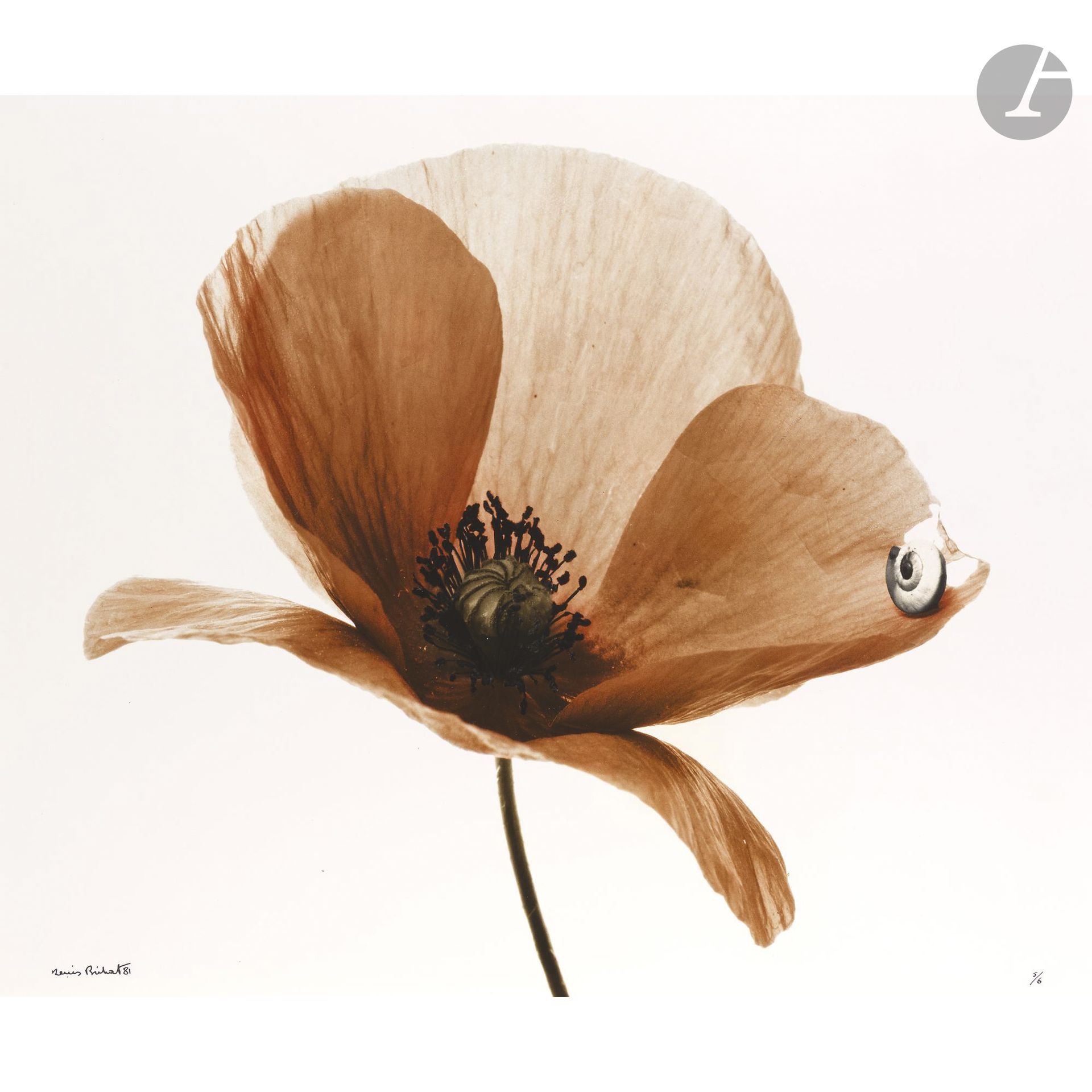 Denis Brihat (1928-2024)
Coquelicot avec escargot, 1981. 
Épreuve chromogénique d’époque, montée sur carton par le bord supérieur, signée, datée et numérotée à 6 exemplaires à l’encre en bas. Signature, titre, date et numérotation à 6 exemplaires au crayon au verso du montage. 
39,5 x 50,5 cm