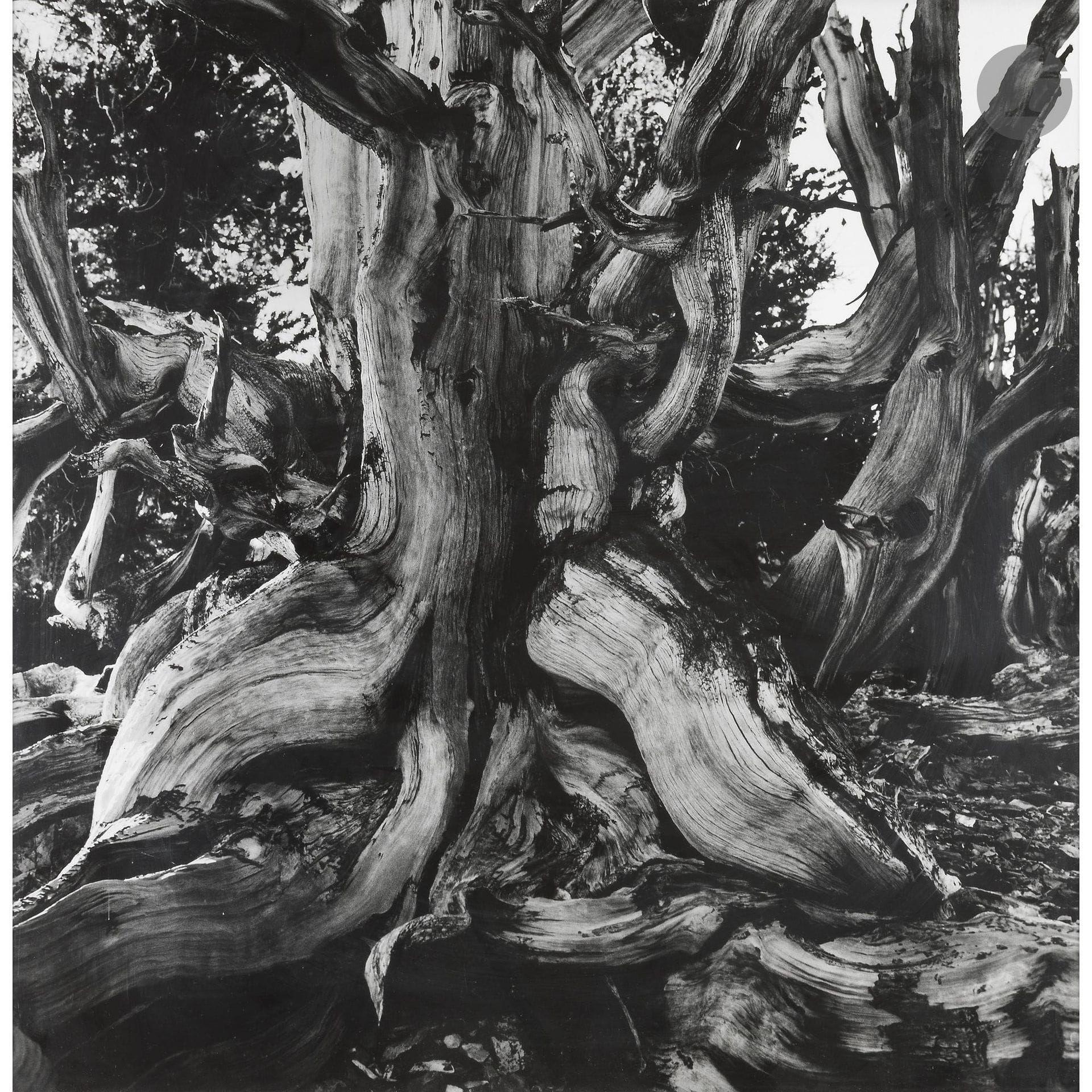 Christophe d’Yvoire (1959)
Sans titre, de la série Les Patriarches, 2007.
Épreuve argentique d’époque, contrecollée sur aluminium, signée, datée et numérotée à 16 exemplaires au verso du montage.
100 x 100 cm - cadre