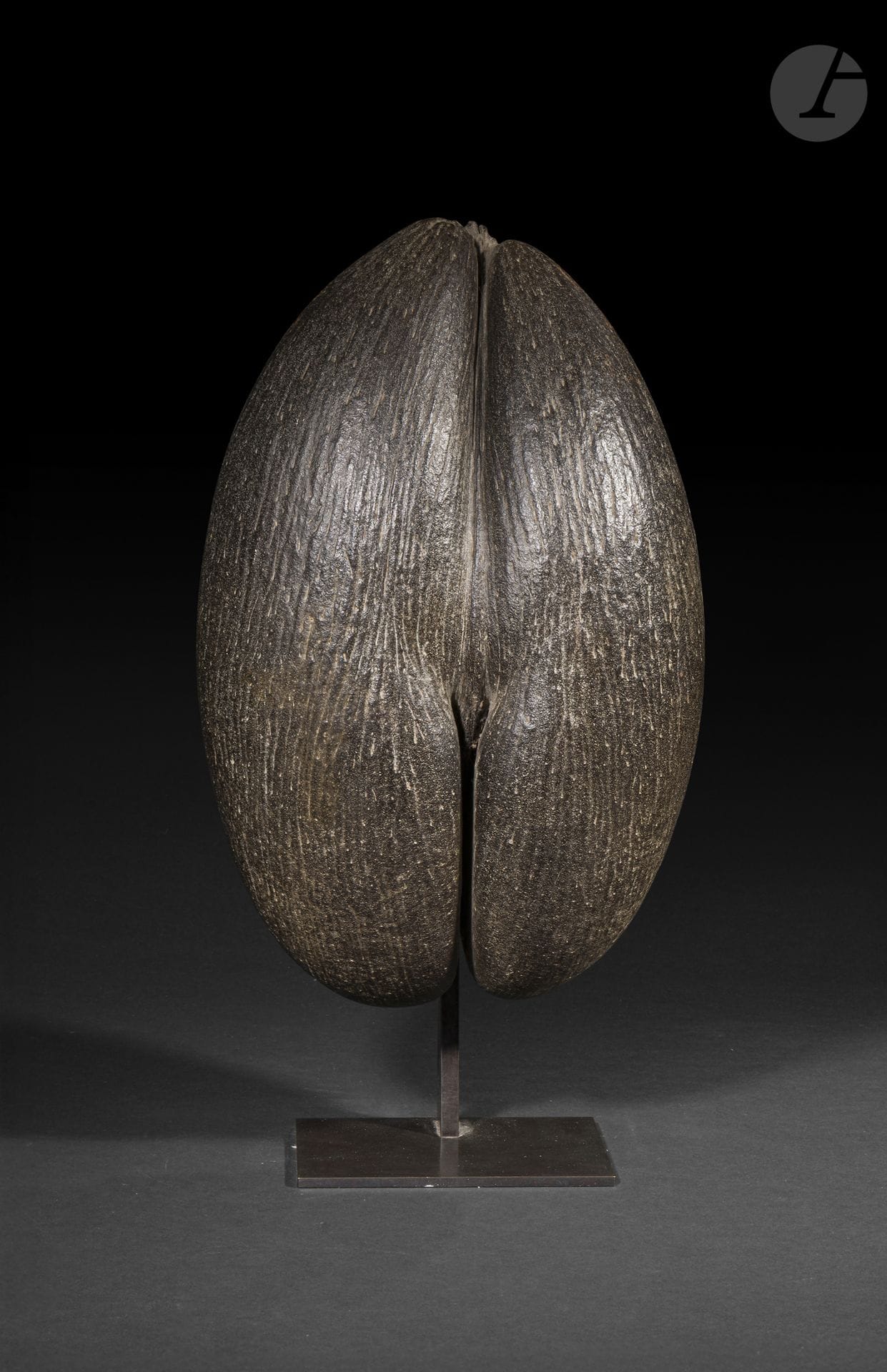 Noix de coco de mer ou des Seychelles dite coco fesse brute
Spécimen vidé de ses graines.
Hauteur totale : 51,5 cm
Socle.