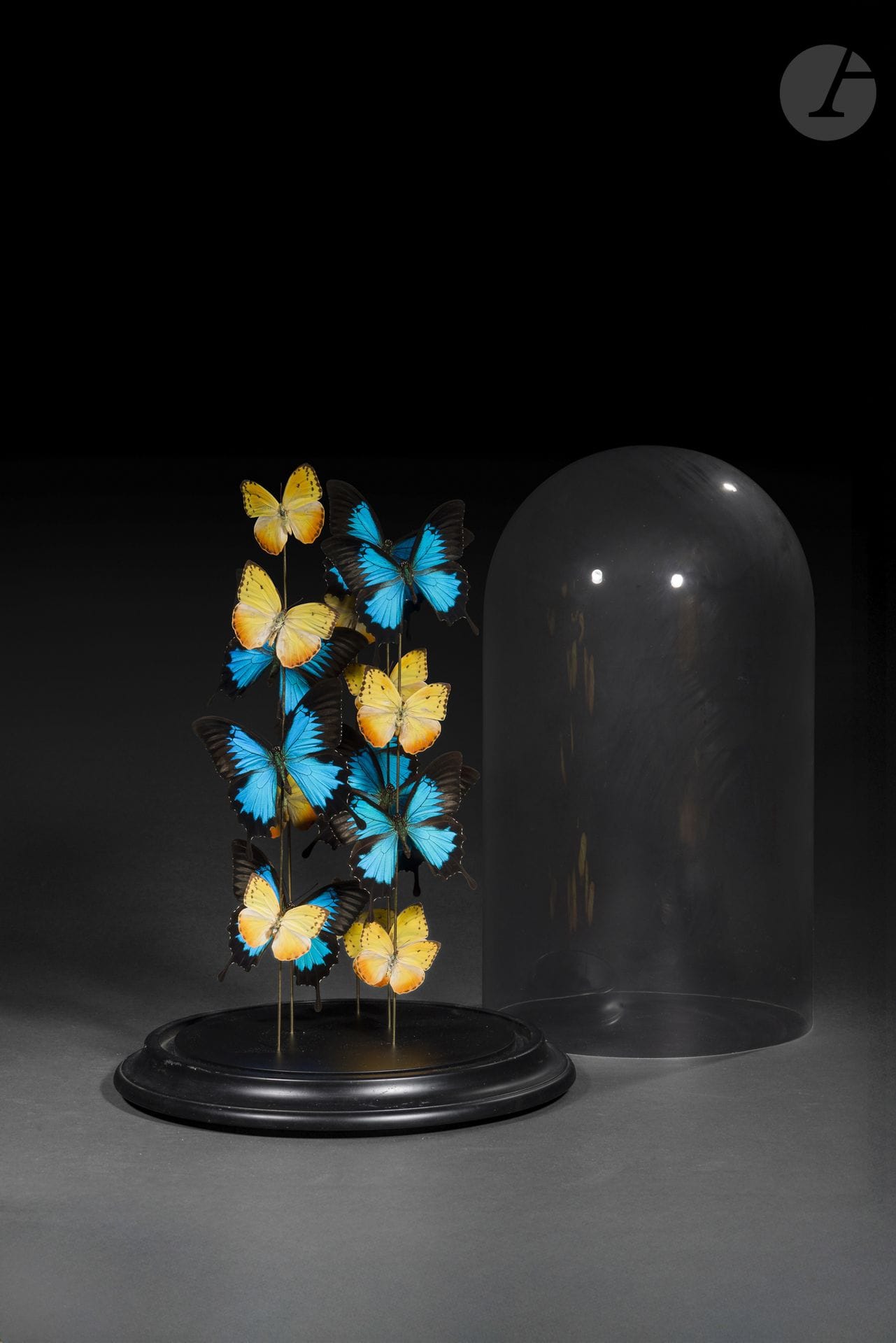 Papillons (Papilio ulysses et Phoebis philea)
Présentés sous un globe de type Napoléon III.
Hauteur (globe) : 48 cm