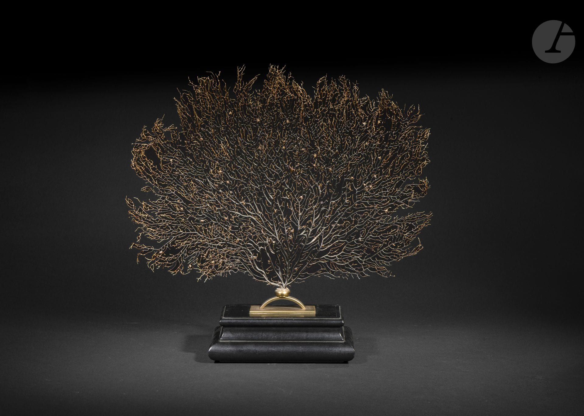 Gorgone noire à cheveux en éventail
Dim. (avec socle) : 53,5 x 58 cm
Petits accidents. Socle en bois et laiton.