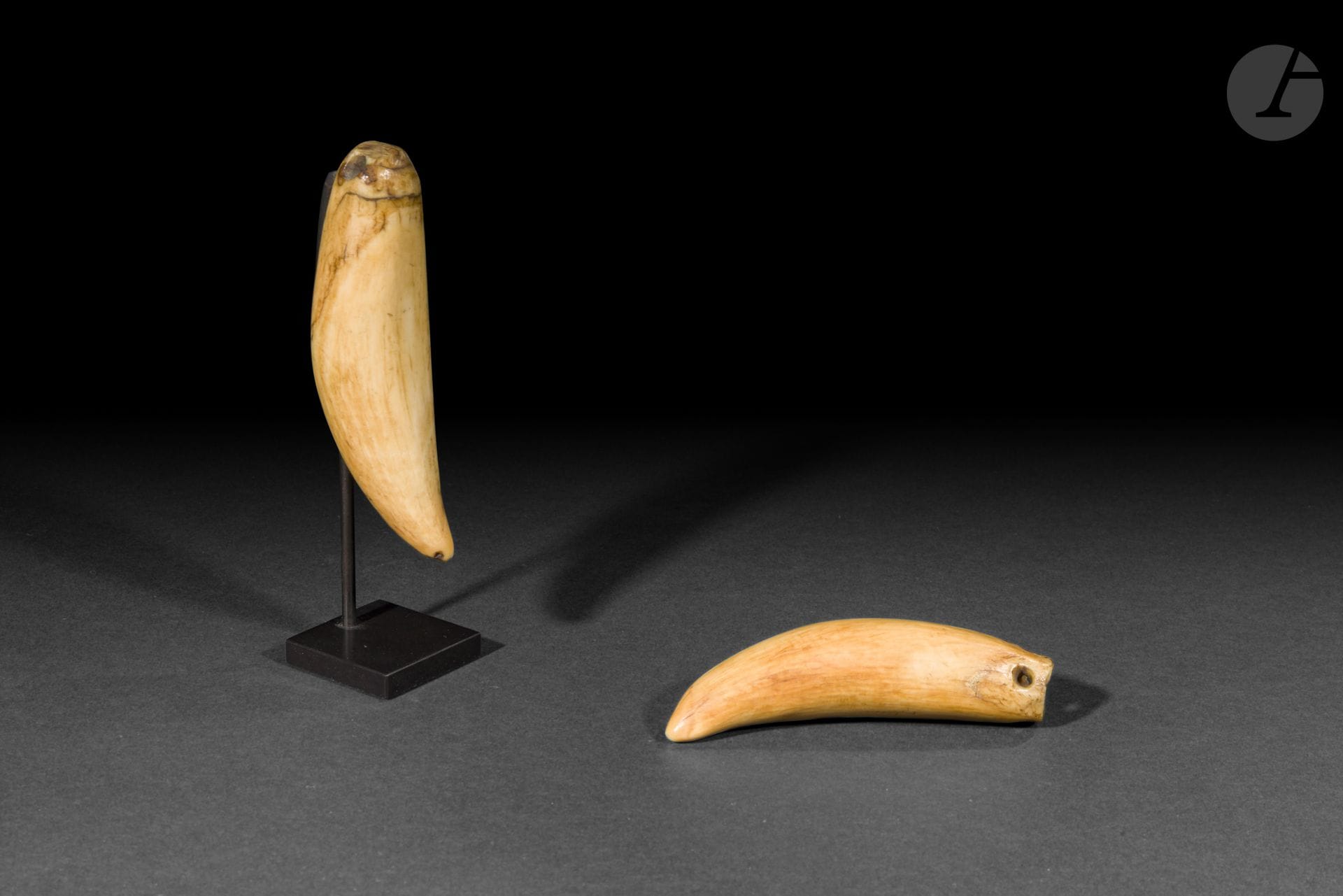 Deux tabua, archipel des Îles Fidji
Hauteur : 8 et 9 cm
Ivoire marin.
Les tabua, dents de cachalot polies, comptaient parmi les biens les plus précieux des sociétés fidjiennes. Objets de prestige et d’échange, ils intervenaient lors des mariages, des alliances, des cérémonies et des transactions coutumières les plus importantes.

Provenance : 
Galerie californienne.