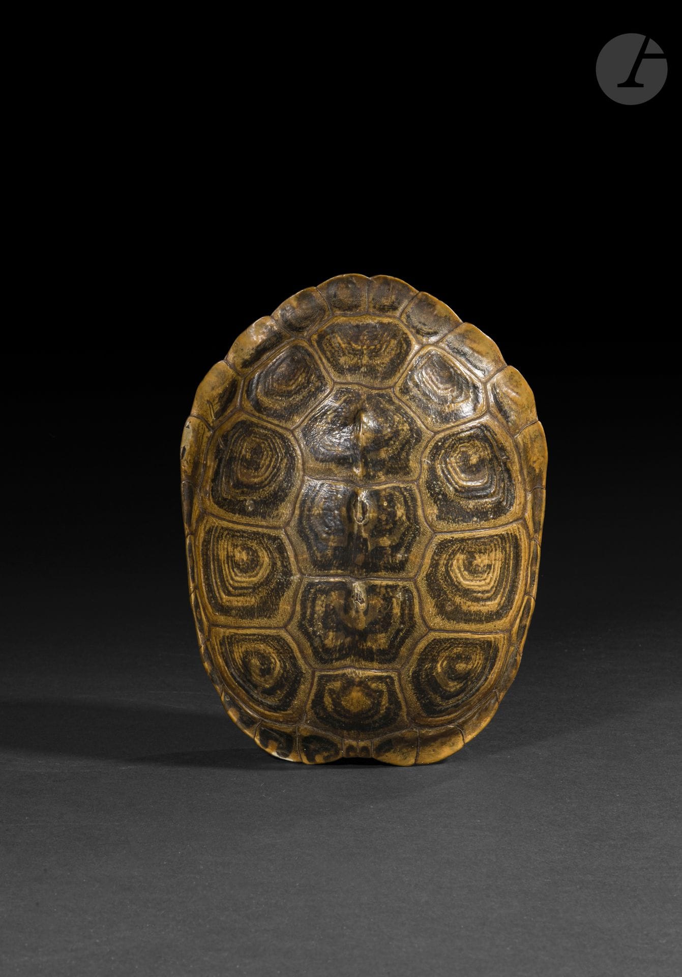 Petite carapace de tortue de Floride (Trachemys scripta)
Hauteur : 24 cm
Recollée. Avec un système d’accroche mural.