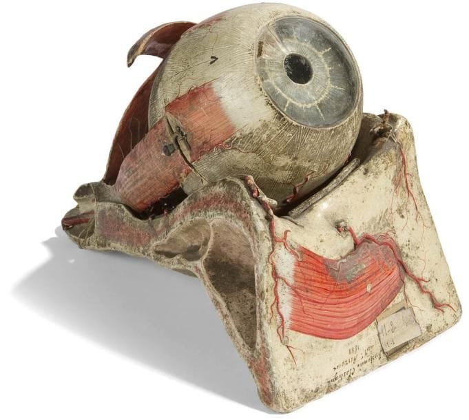 DOCTEUR LOUIS AUZOUX (1797-1880)
Écorché d'oeil. Maquette en papier et résine peinte. Signée, datée 1888 et légendée sur des papiers imprimés. Quelques accidents et manques. Longueur: 27 cm