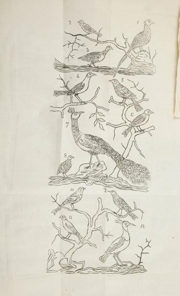 COHEN Isaac
Sefer Zivhé Cohen. Livourne, Eliezer Menahem Ottolenghi, 1832. Petit in-4. 64 p., 7 planches dépliantes, demi-vélin, texte en italien et en hébreu Seule édition de ce livre sur l'abattage rituel, illustré par de belles planches non signées décrivant les oiseaux consommables ainsi que les parties anatomiques des animaux
