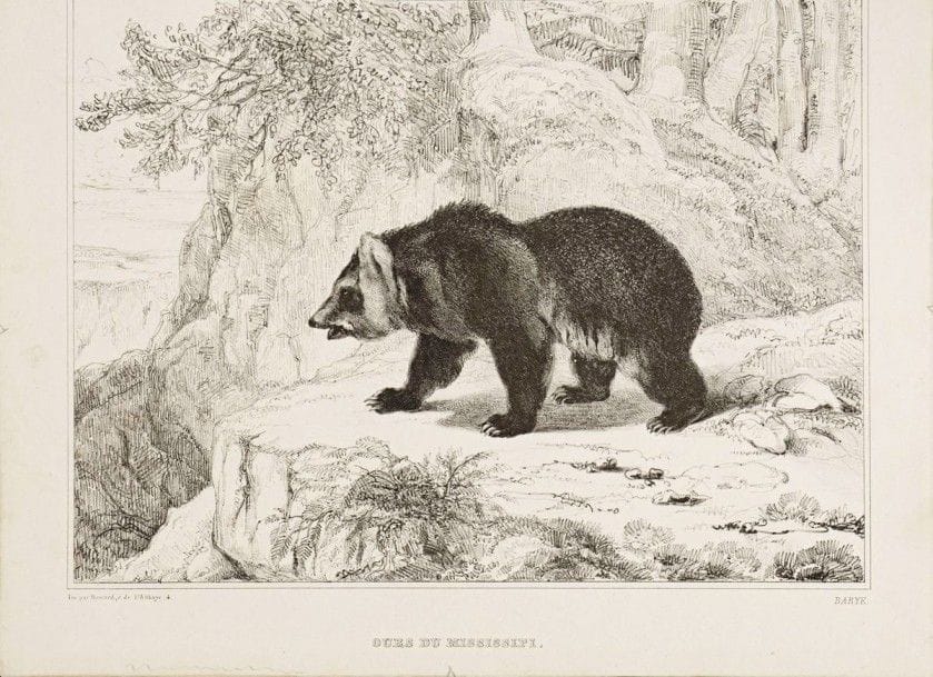 Antoine-Louis BARYE (1795-1875)

Ours du Mississipi. 1836.  Lithographie. 235x 177. Delteil 6. Belle épreuve sur vélin. Deux fortes rousseurs visibles uniquement au verso. Fine trace de colle aux bords du feuillet au verso. Petites marges. Rare. Ex-coll. N.-A. Hazard (Lugt 1975)