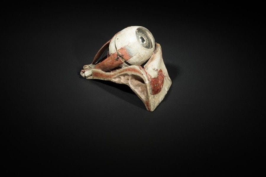 Atelier du Docteur Auzoux.
Écorché d’œil..
Maquette en papier et résine peinte..
Datée 1880, légendée et numérotée sur des papiers imprimés..
H : 20 cm, L : 17 cm, P : 28 cm.
Quelques accidents et manques..
.
