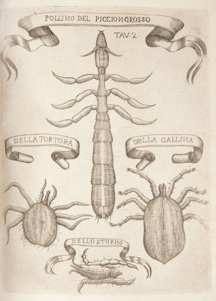 REDI (Francesco).
Esperienze intorno alla generazione degl’ Insetti.
Firenze (Florence) : All’ Insegna della Stella, 1668. — In-4, 239 x 170 : (3 ff.), 226 pp. mal chiffrées 228, 28 planches. Vélin rigide à recouvrement, dos lisse (reliure de l’époque).

Édition originale de la principale œuvre du médecin, naturaliste et poète italien Francesco Redi (1626-1698).
Dans ce traité sur la génération des insectes, composé sous la forme d’une lettre à Carlo Dati, l’auteur ose le premier remettre en question l’existence de la génération spontanée à laquelle on croyait depuis l’Antiquité et qui est un des dogmes de l’Église. Il réfute cette théorie de manière scientifique en décrivant de nombreuses expériences sur la procréation des insectes, leurs comportements et leurs caractéristiques physiques. Il prouve ainsi que les vers ne naissent pas spontanément d’une viande en décomposition, mais à partir d’œufs pondus par des mouches. Il démontre également la spécificité parasitaire des poux des oiseaux, etc.
Cet ouvrage marque un véritable tournant dans l’histoire de la biologie et fait que 1668 est considérée par de nombreux scientifiques comme l’année de la première révolution biologique.
L’édition est illustrée d’une vignette sur le titre et de 40 très belles compositions gravées sur cuivre, représentant des insectes et des plantes observés au microscope, dont 10 à pleine page, 2 dans le texte et 28 hors texte parmi lesquels 2 sur double page.
Reliure restaurée, dos en partie refait, tranchefiles modernes, gardes renouvelées. Très bon état intérieur malgré de petites piqûres et mouillures marginales.