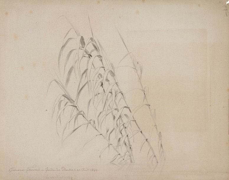 Edouard TRAVIES (1809-c.1869)

Étude de roseaux, 1844
Dessin à la mine de plomb.
Signé, daté et annoté «au Jardin des Plantes».
(Rousseurs et petites déchirures).
22.5 x 28.5 cm