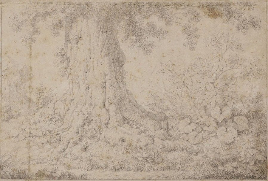 Christian Heinrich KNIEP (1755-1825)
Tronc d'arbre et plantes sauvages, 1816
Crayon noir.
Annoté sur le montage C.H. KNIEP.
Situé à Napoli et daté 1816.
(Rousseurs, pliure à droite, collé en plein).
20 x 29,5 cm