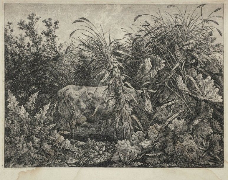 Carl Wilhelm Kolbe (1757-1835)
Die Kuh im Sumpfe (La Vache au marécage). Eau-forte. 415 x 303. Martens 89. Belle épreuve sur vélin blanc. Plis, rousseurs, empoussiérage et larges auréoles claires d’humidité. Belles marges. 																																														