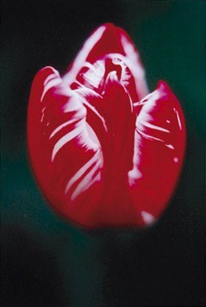 Chantal TOKATLIAN (Née en 1953)
La flamme divine Photographie argentique en couleur. Signée en bas à droite et titrée en bass à gauche. Encadrée. 30 x 20 cm