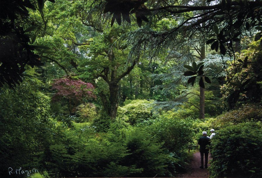 Rosine MAZIN (Née en 1942)
Parc du bois des Moutiers à Varengeville Photographie numérique en couleur. Signée en bas à gauche et titrée au dos. 30 x 45 cm